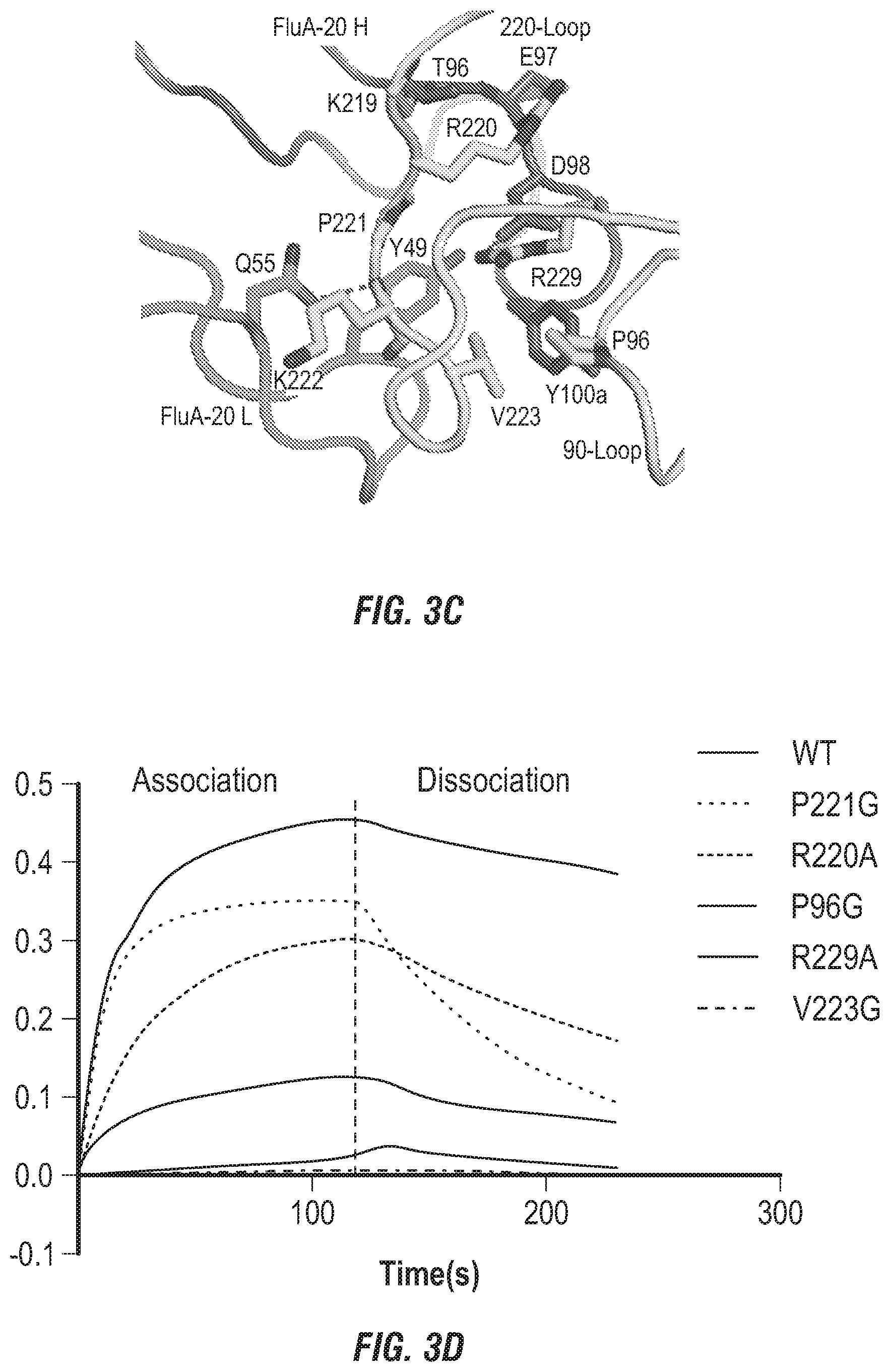 Patent US12496336 Figure 7 – Peptide vaccine based on a new universal influenza a hemagglutinin head domain epitope and human monoclonal antibodies binding thereto