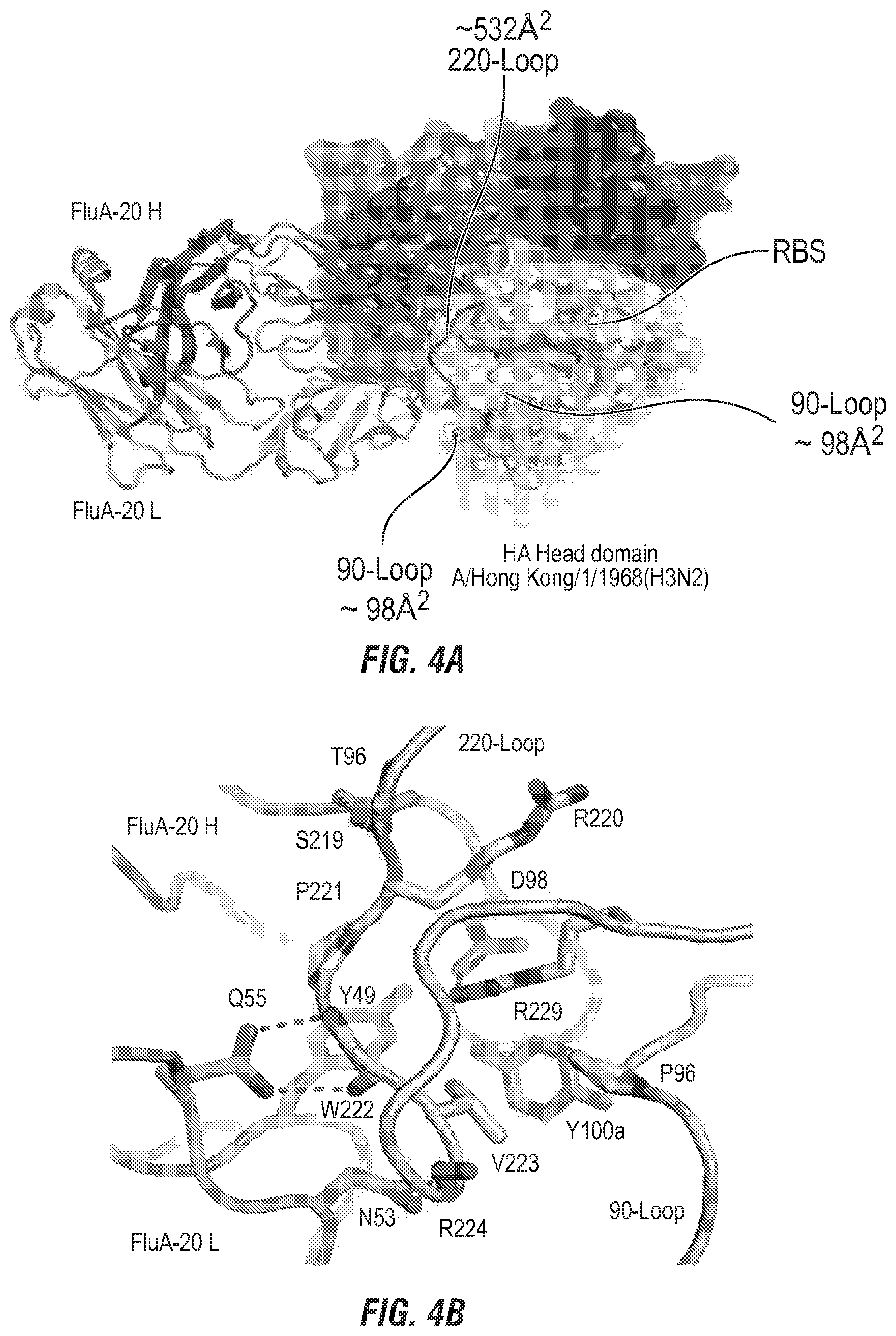 Patent US12496336 Figure 8 – Peptide vaccine based on a new universal influenza a hemagglutinin head domain epitope and human monoclonal antibodies binding thereto