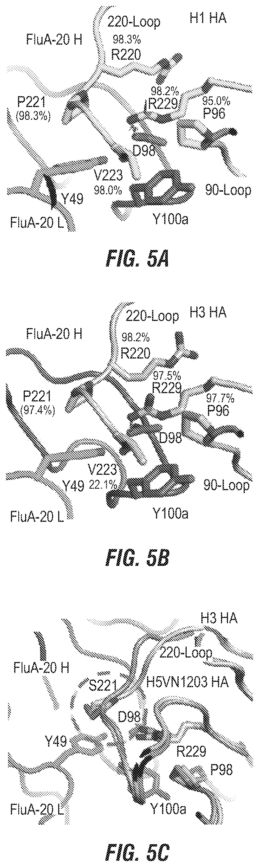 Patent US12496336 Figure 9 – Peptide vaccine based on a new universal influenza a hemagglutinin head domain epitope and human monoclonal antibodies binding thereto