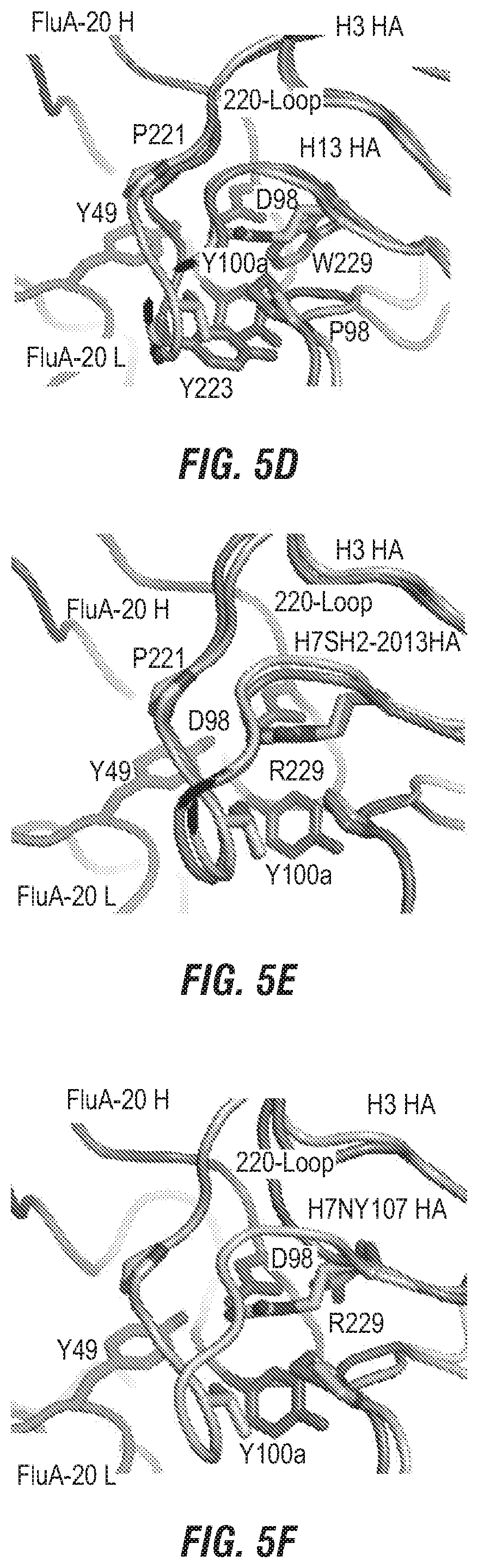 Patent US12496336 Figure 10 – Peptide vaccine based on a new universal influenza a hemagglutinin head domain epitope and human monoclonal antibodies binding thereto