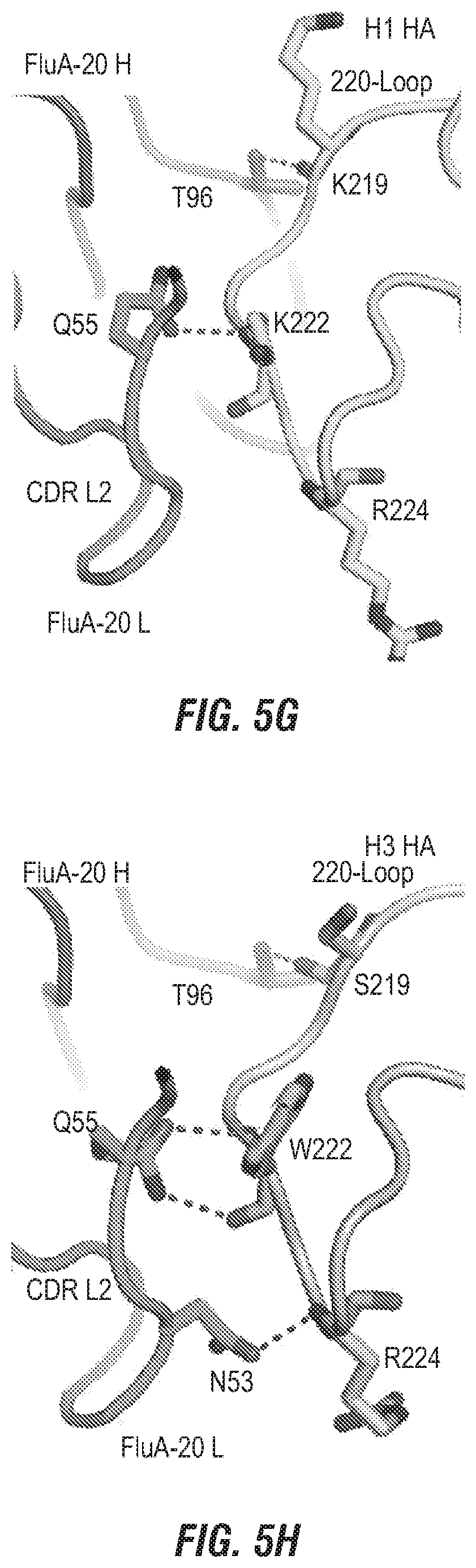 Patent US12496336 Figure 11 – Peptide vaccine based on a new universal influenza a hemagglutinin head domain epitope and human monoclonal antibodies binding thereto