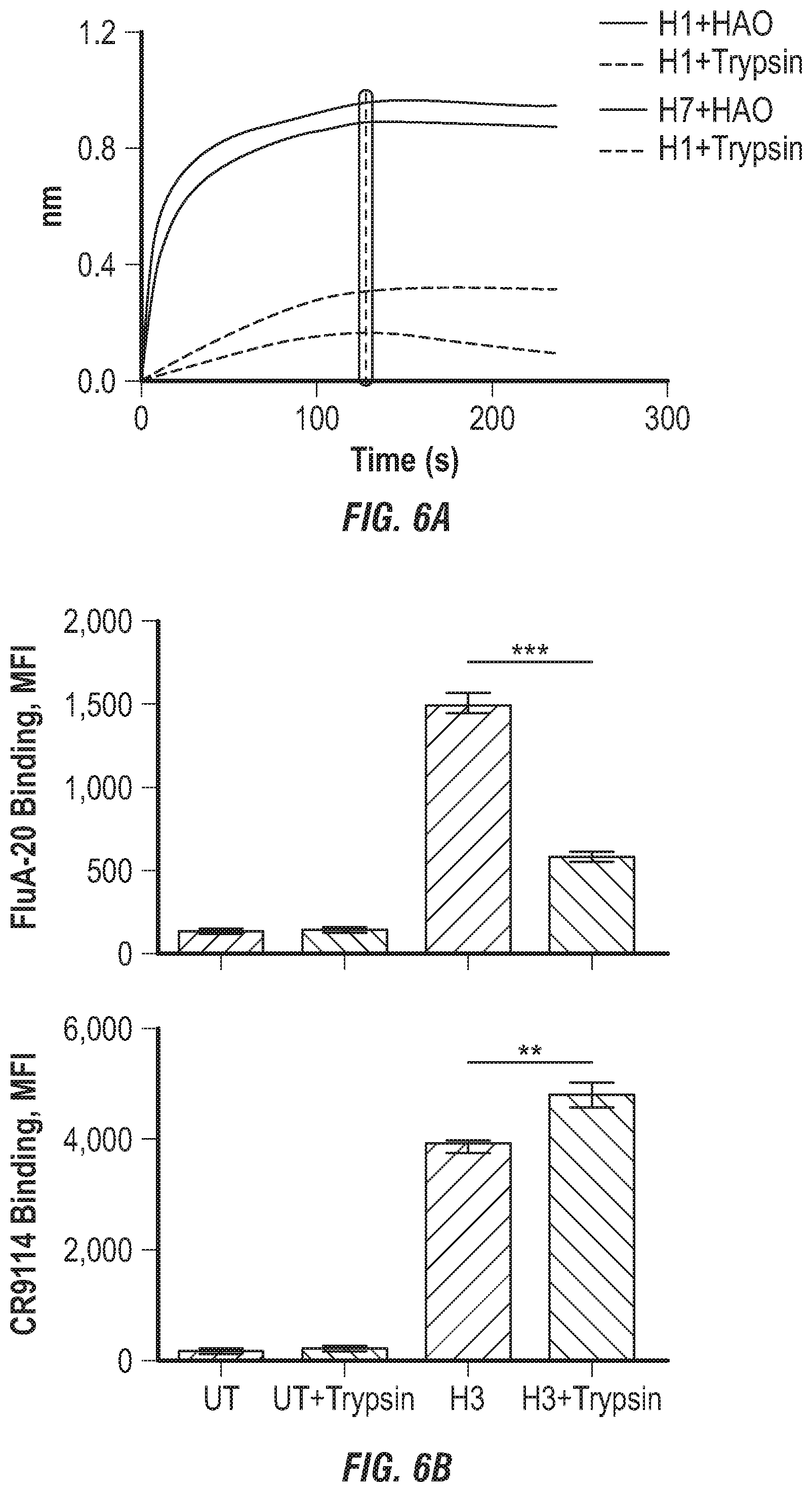Patent US12496336 Figure 12 – Peptide vaccine based on a new universal influenza a hemagglutinin head domain epitope and human monoclonal antibodies binding thereto