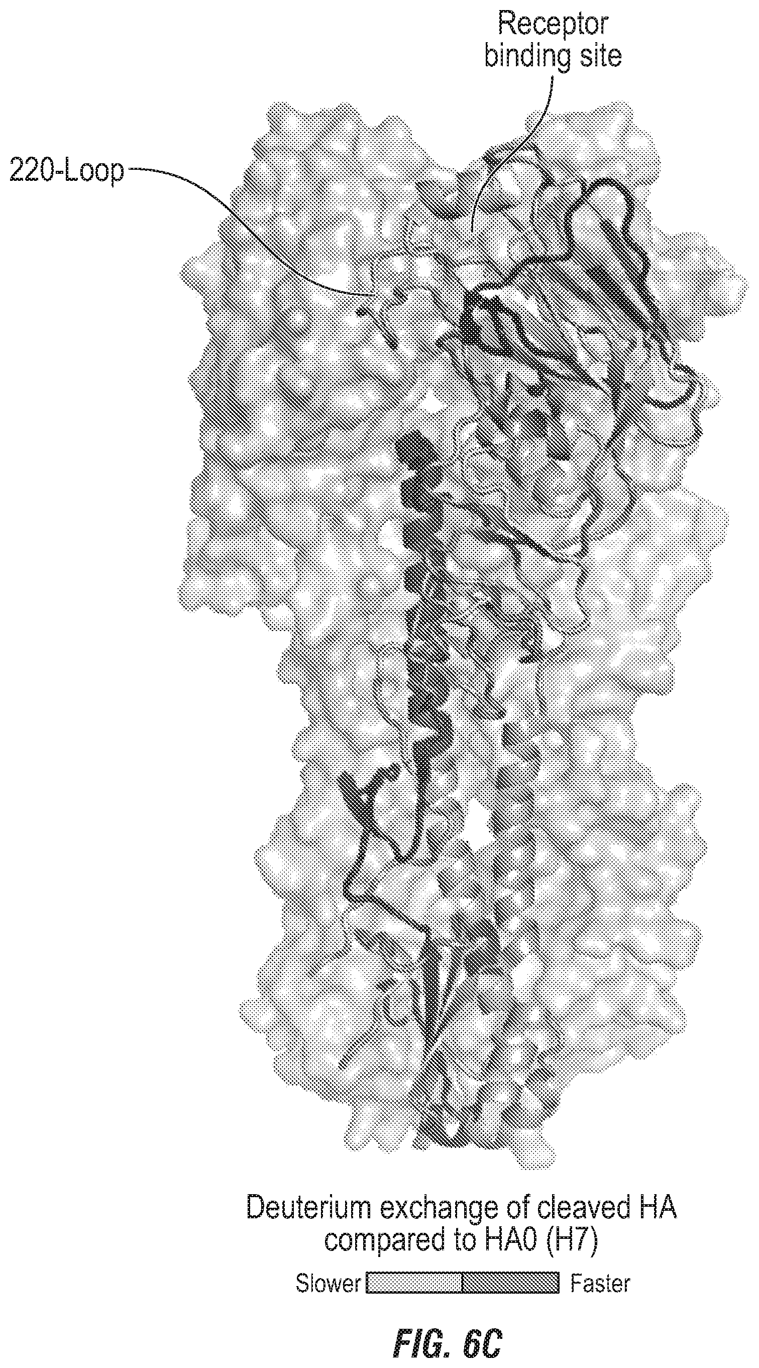 Patent US12496336 Figure 13 – Peptide vaccine based on a new universal influenza a hemagglutinin head domain epitope and human monoclonal antibodies binding thereto
