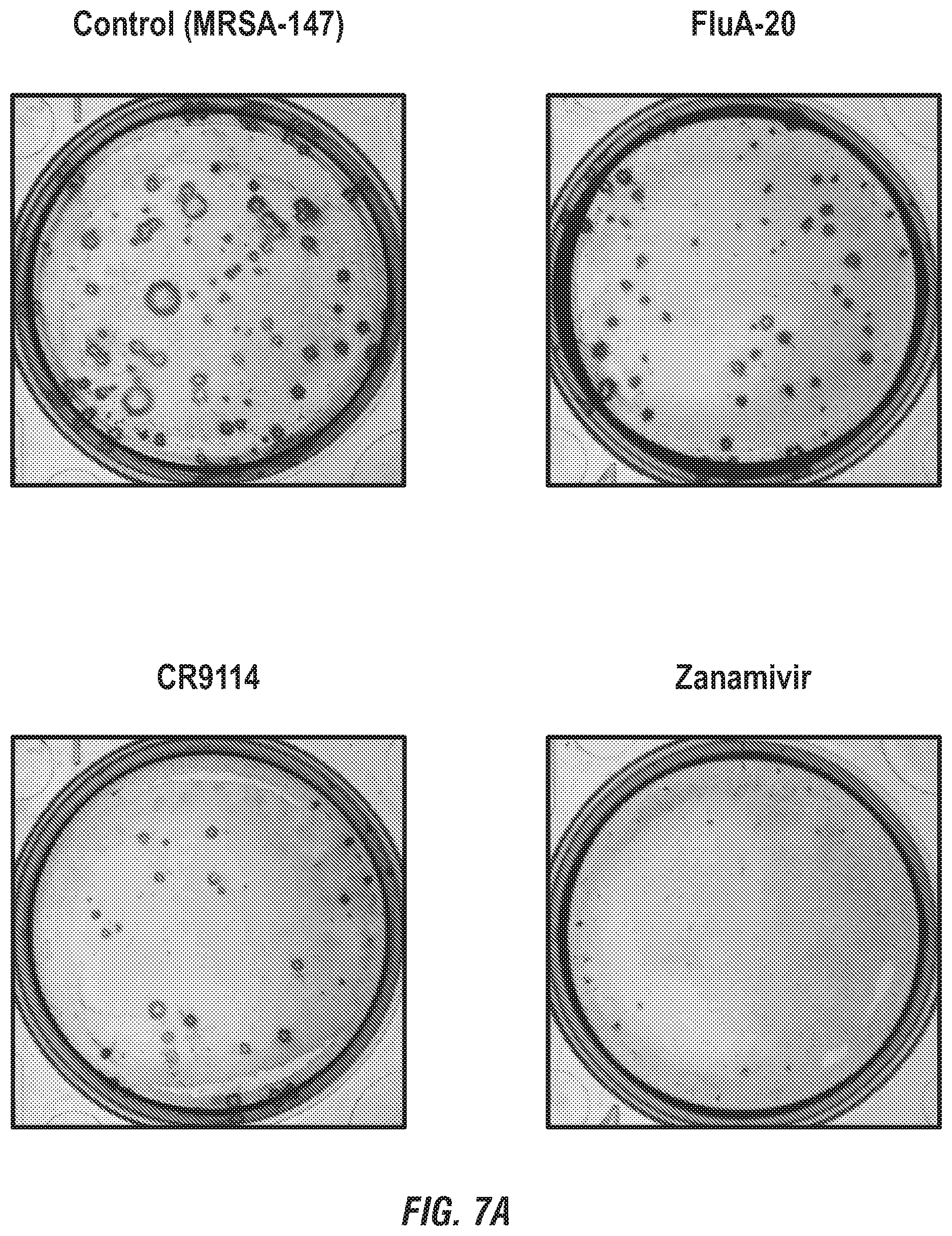 Patent US12496336 Figure 14 – Peptide vaccine based on a new universal influenza a hemagglutinin head domain epitope and human monoclonal antibodies binding thereto
