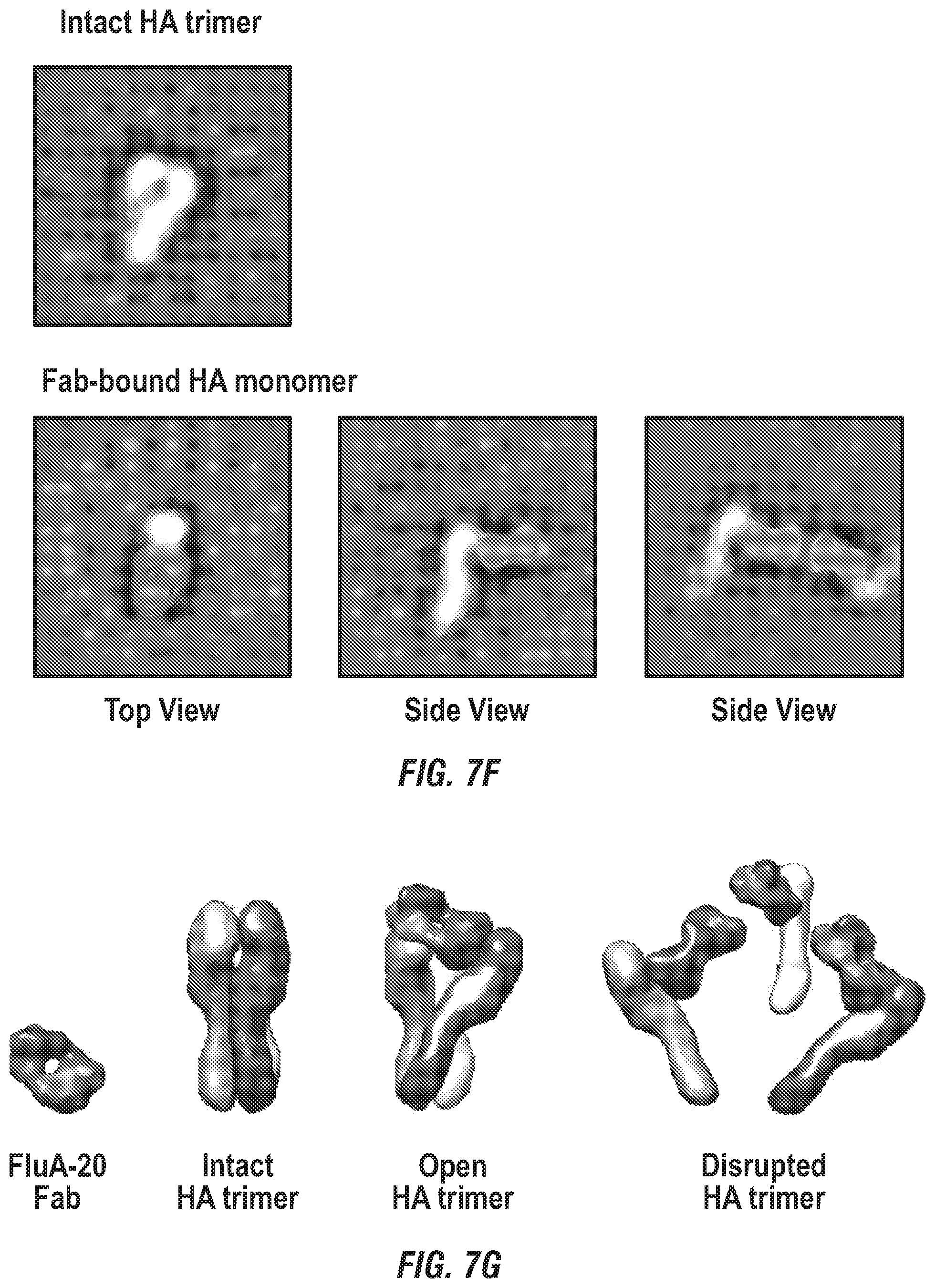 Patent US12496336 Figure 16 – Peptide vaccine based on a new universal influenza a hemagglutinin head domain epitope and human monoclonal antibodies binding thereto
