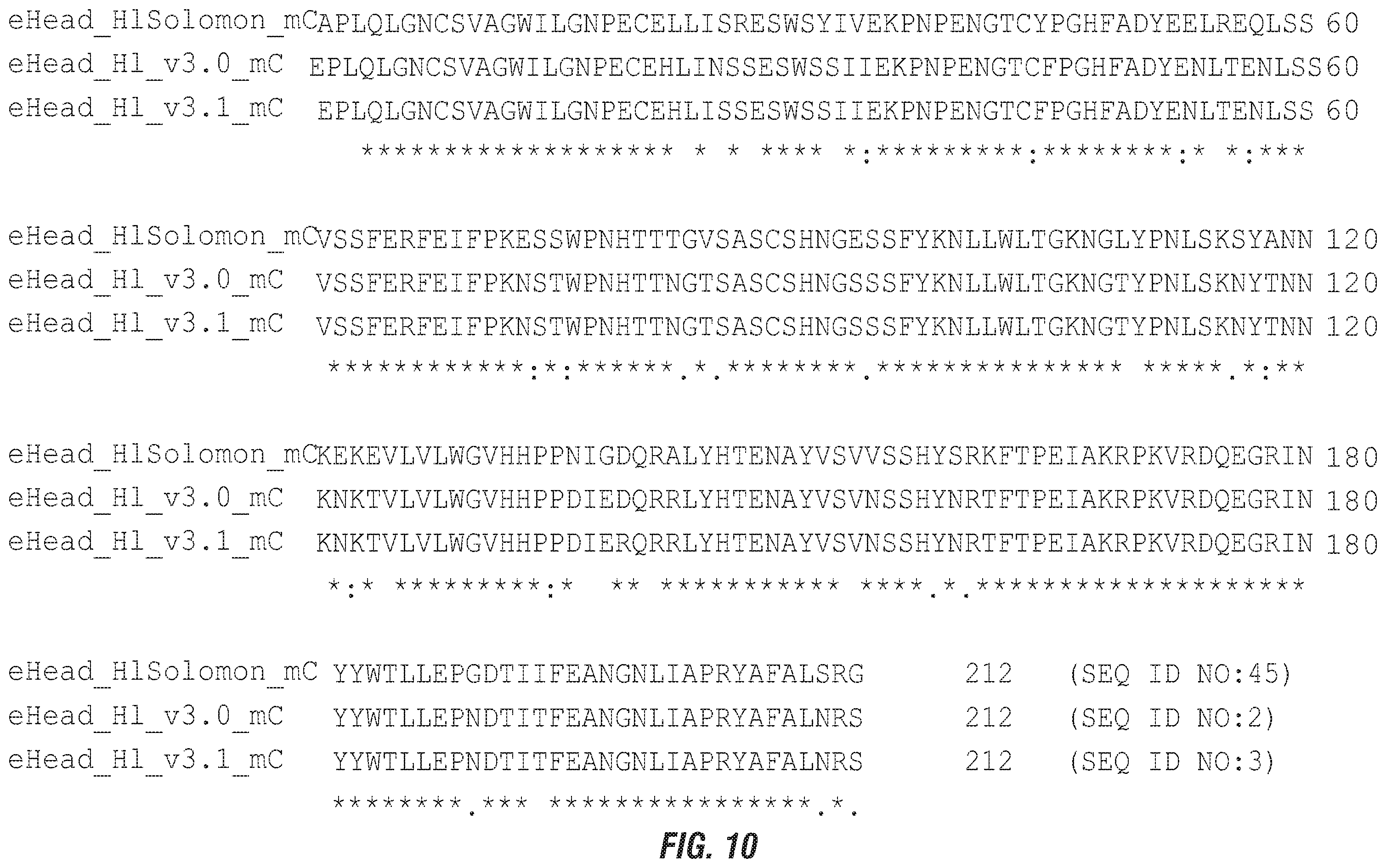 Patent US12496336 Figure 19 – Peptide vaccine based on a new universal influenza a hemagglutinin head domain epitope and human monoclonal antibodies binding thereto