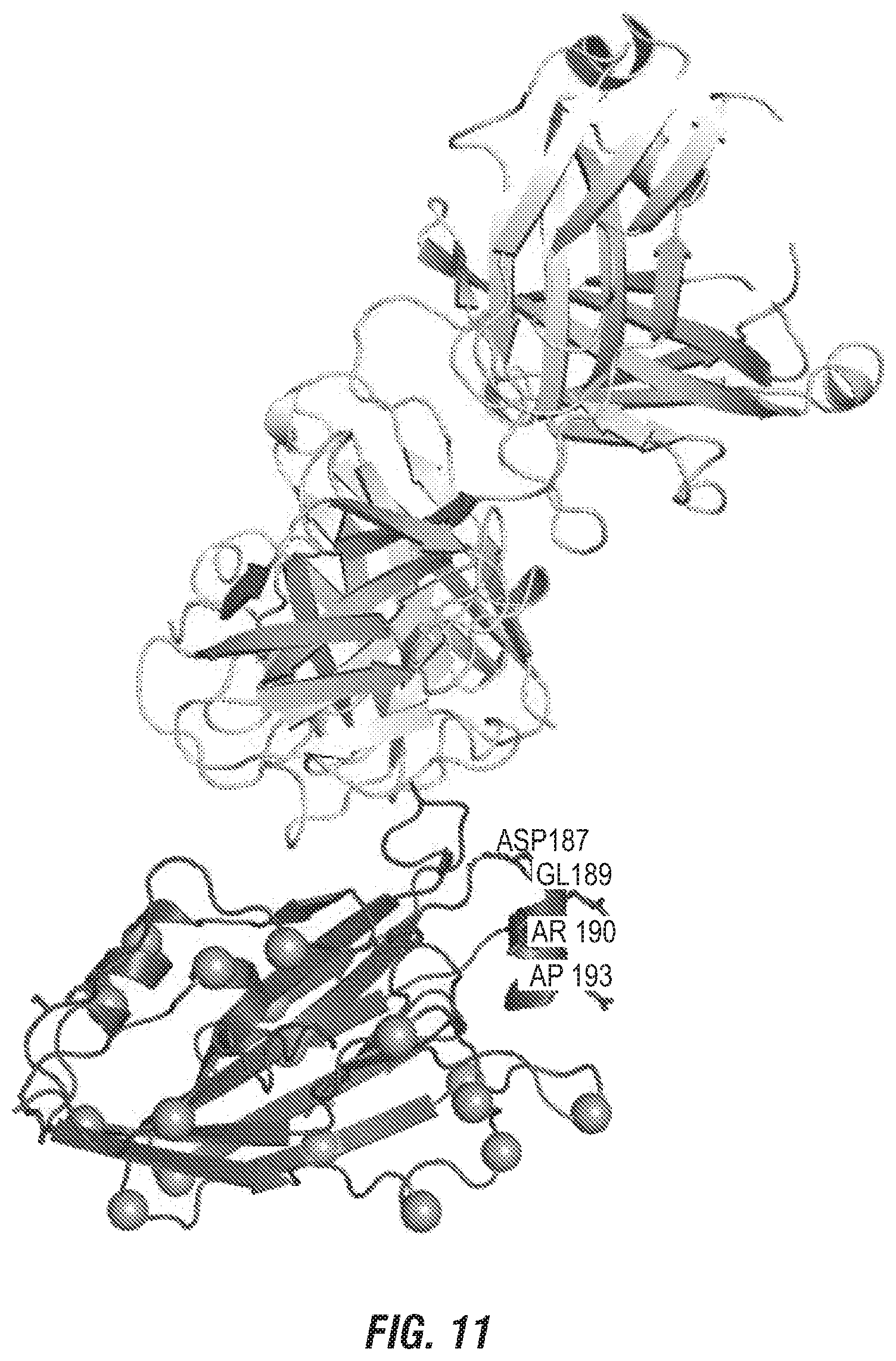 Patent US12496336 Figure 20 – Peptide vaccine based on a new universal influenza a hemagglutinin head domain epitope and human monoclonal antibodies binding thereto