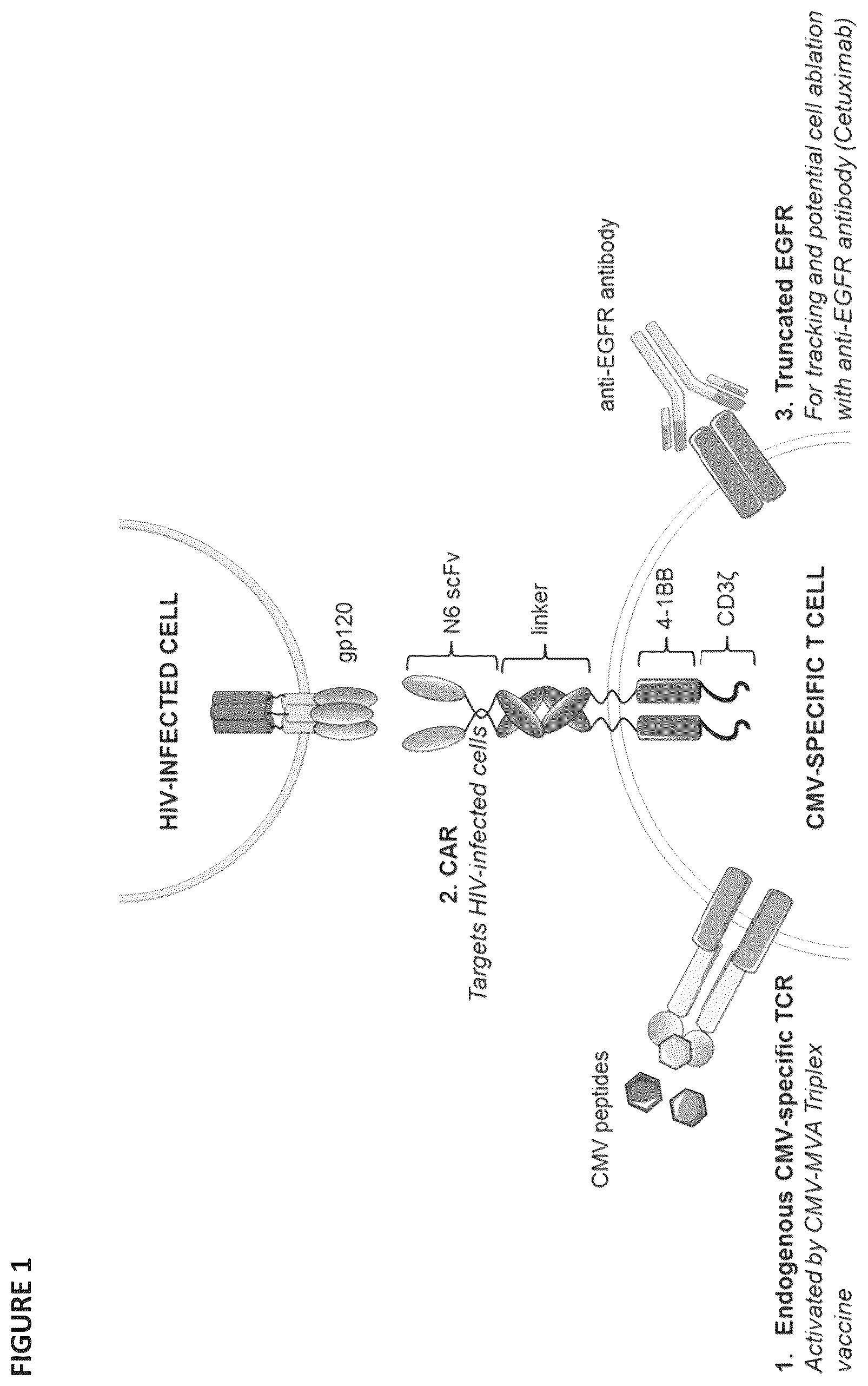 Patent US12496338 Figure 1 – CAR for treatment of HIV infection