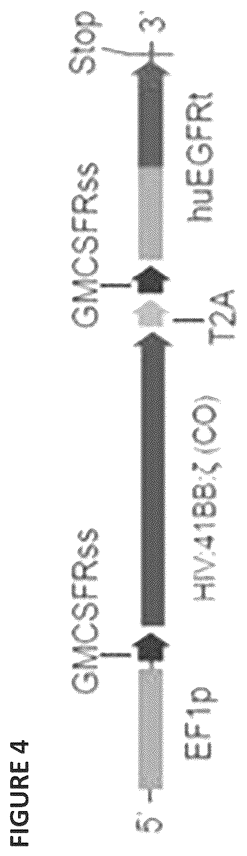 Patent US12496338 Figure 4 – CAR for treatment of HIV infection