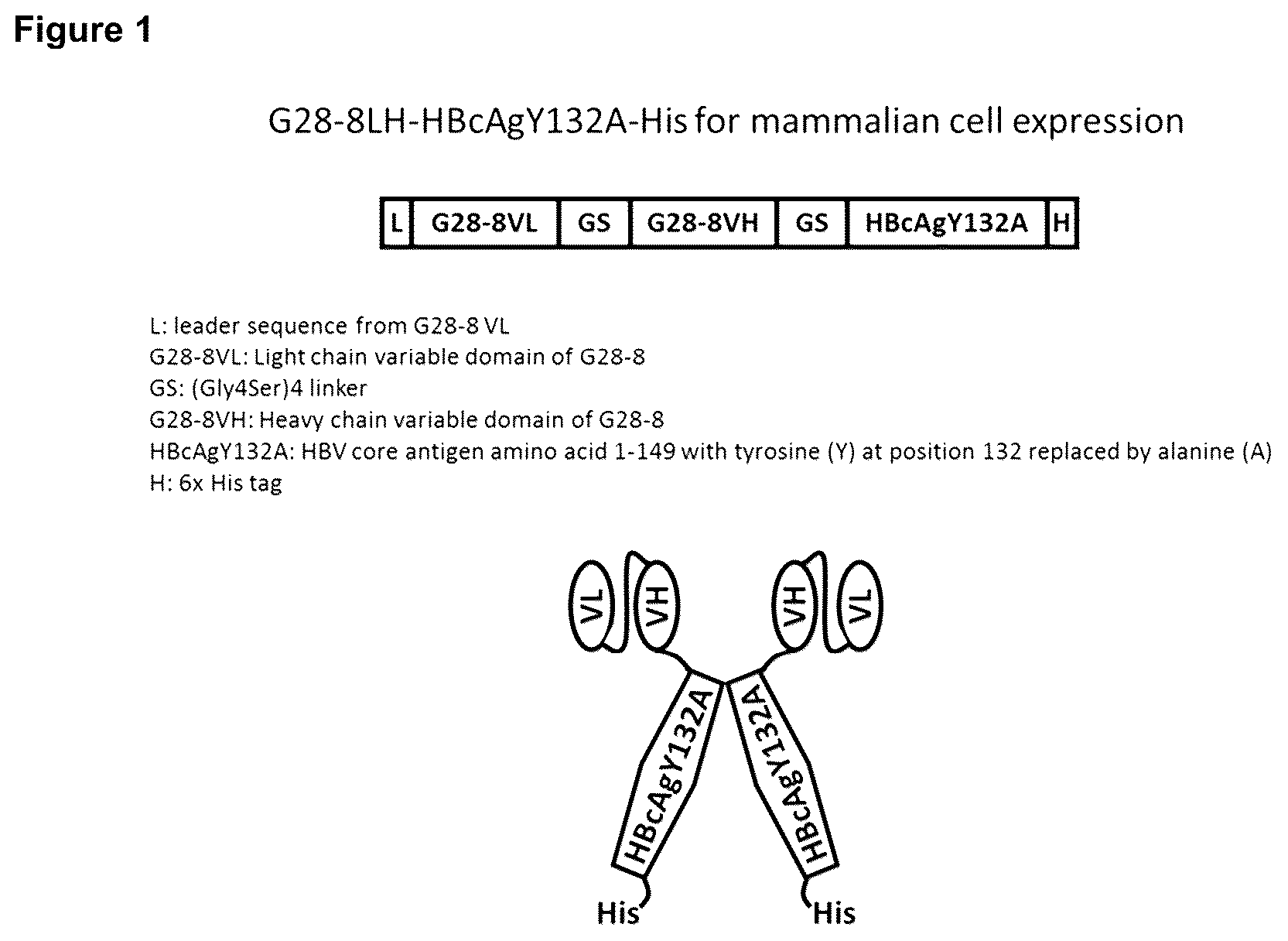 Patent US12496339 Figure 1 – Therapeutic vaccine for hepatitis b virus (HBV) using the HBV core antigen