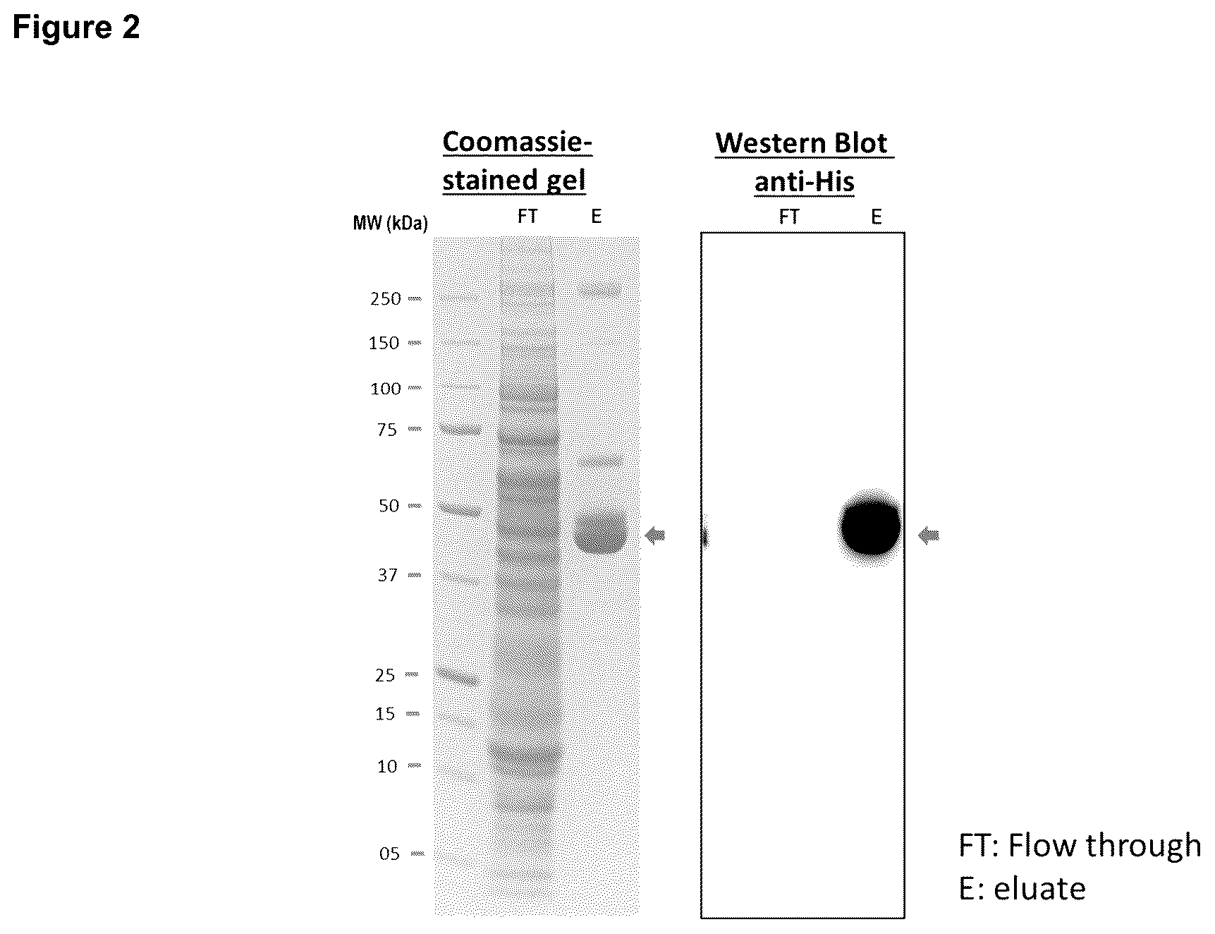 Patent US12496339 Figure 2 – Therapeutic vaccine for hepatitis b virus (HBV) using the HBV core antigen