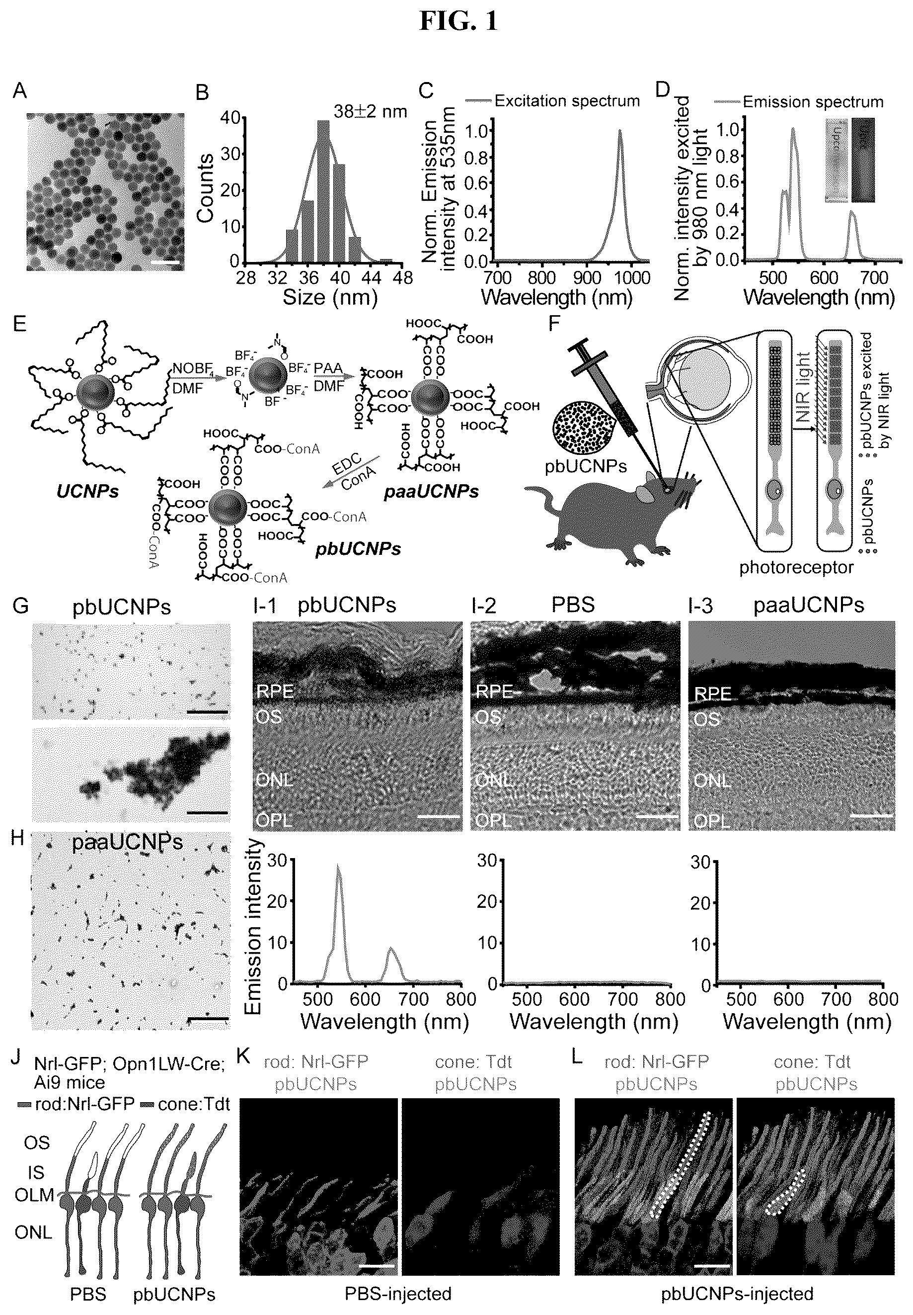 Patent US12496343 Figure 1 – Long-acting photoreceptor-binding nanoparticles, and compositions and methods thereof