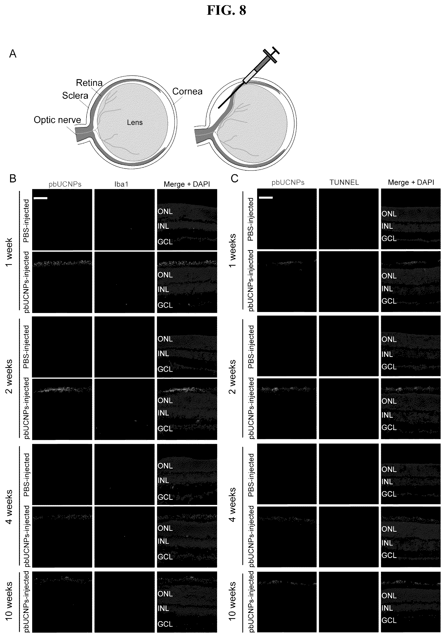 Patent US12496343 Figure 8 – Long-acting photoreceptor-binding nanoparticles, and compositions and methods thereof