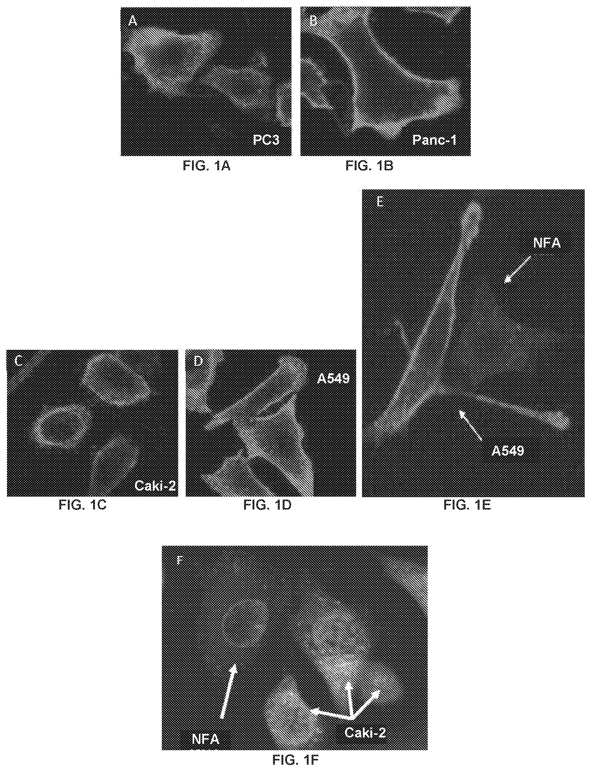 Patent US12496346 Figure 1 – Phospholipid-flavagline conjugates and methods of using the same for targeted cancer therapy