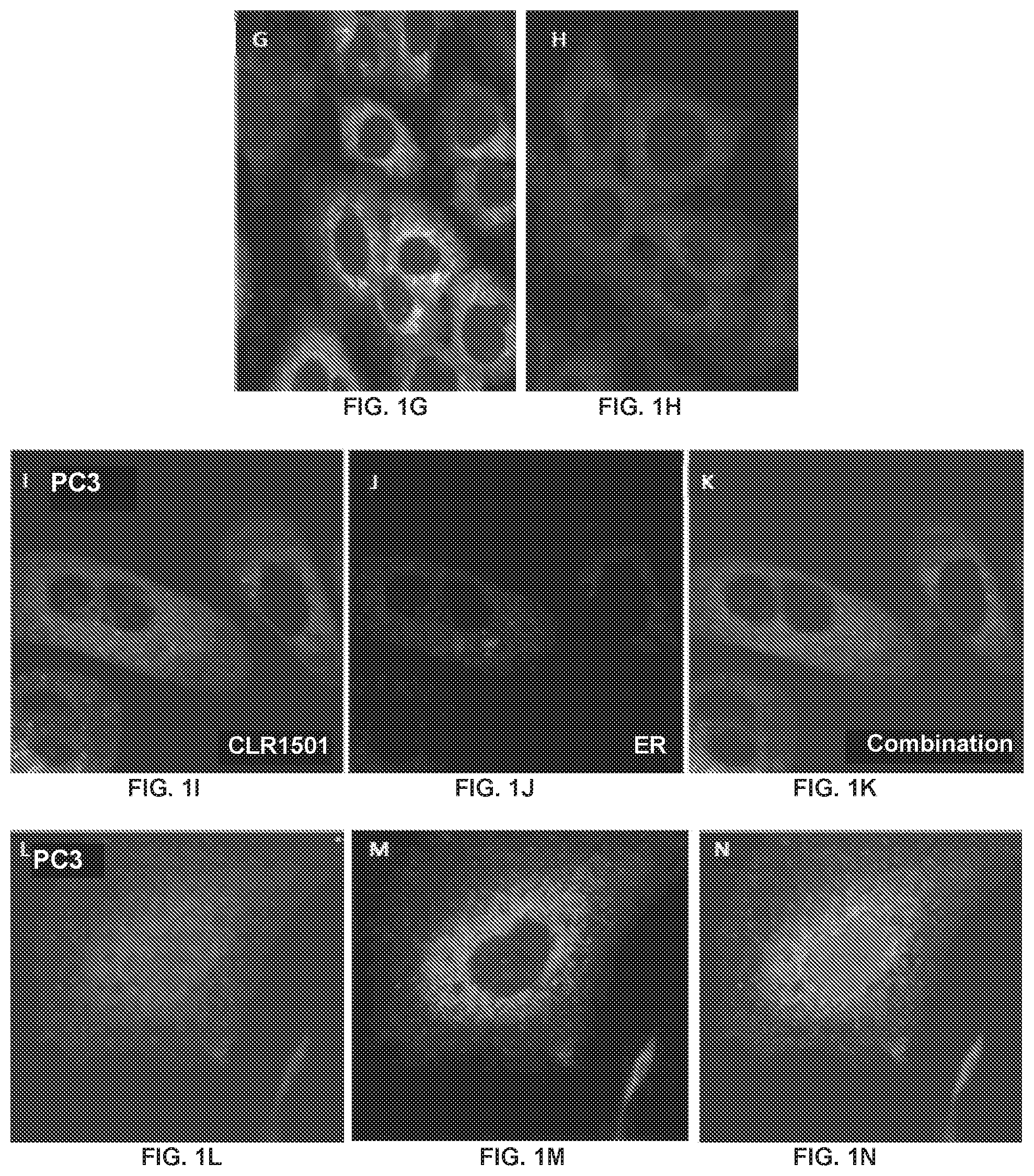 Patent US12496346 Figure 2 – Phospholipid-flavagline conjugates and methods of using the same for targeted cancer therapy