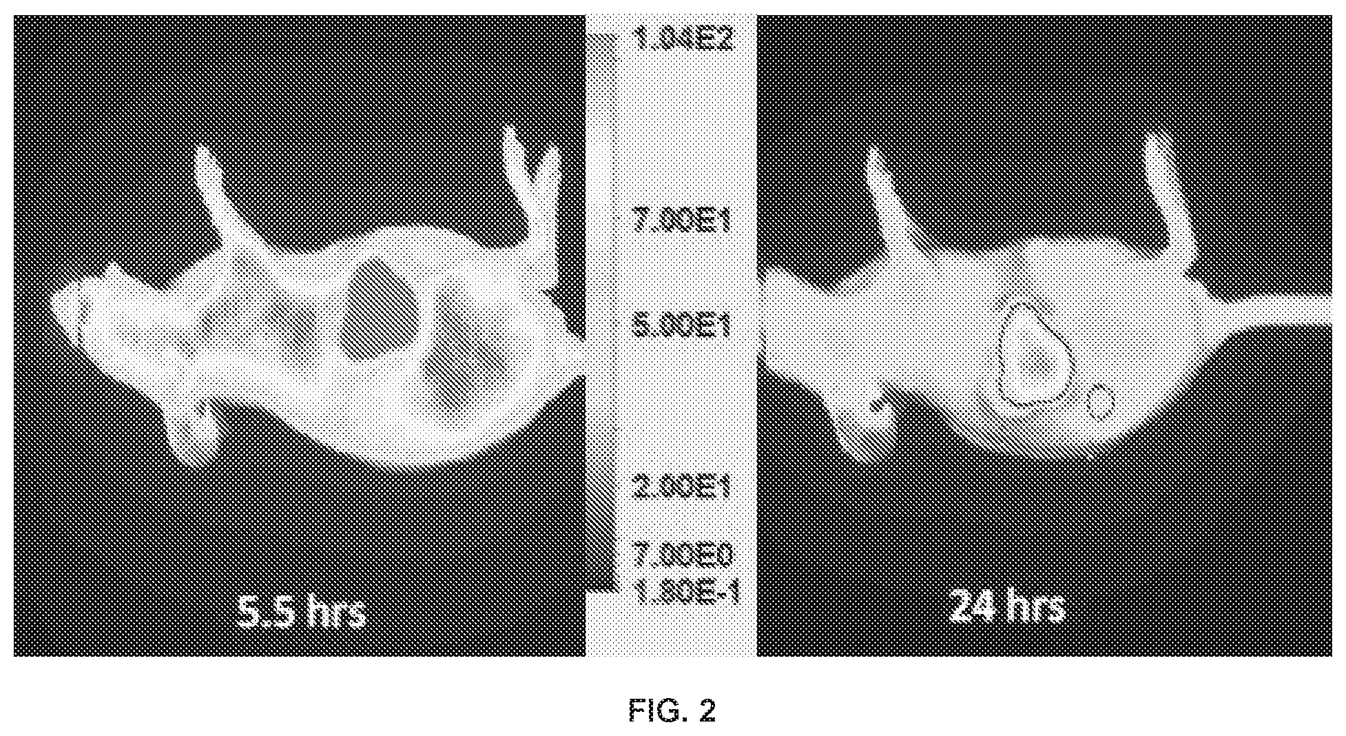 Patent US12496346 Figure 3 – Phospholipid-flavagline conjugates and methods of using the same for targeted cancer therapy