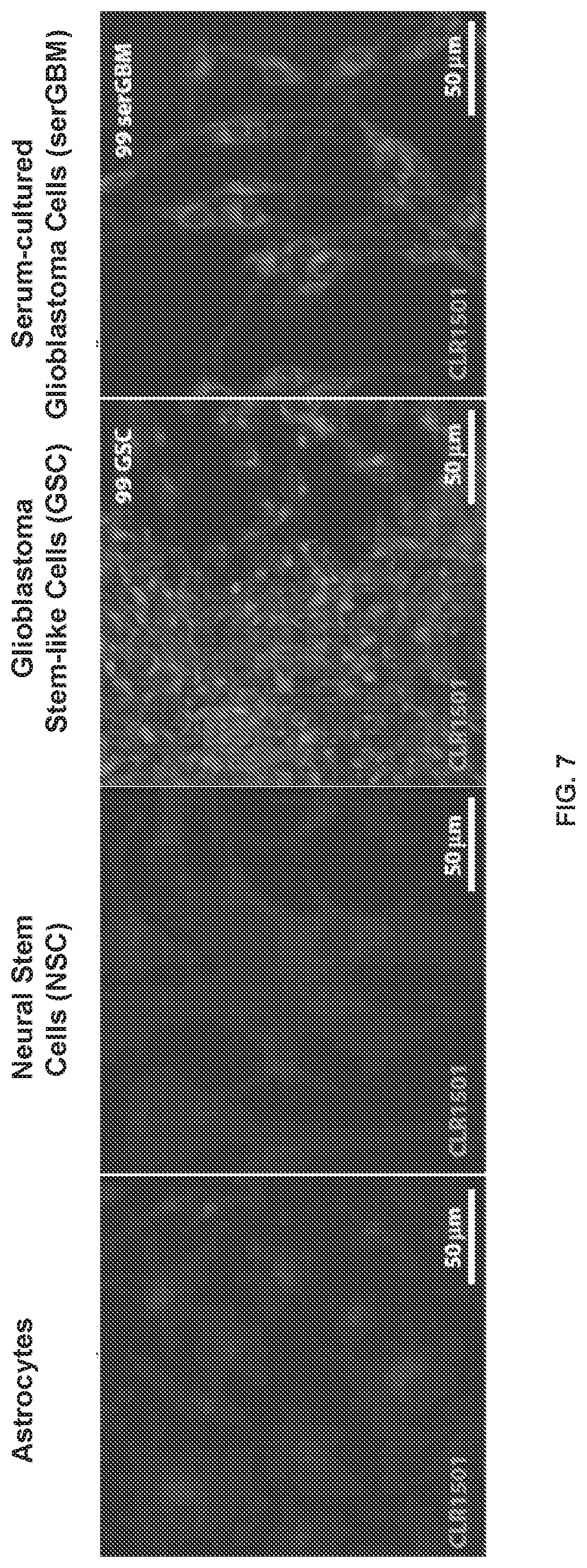 Patent US12496346 Figure 8 – Phospholipid-flavagline conjugates and methods of using the same for targeted cancer therapy