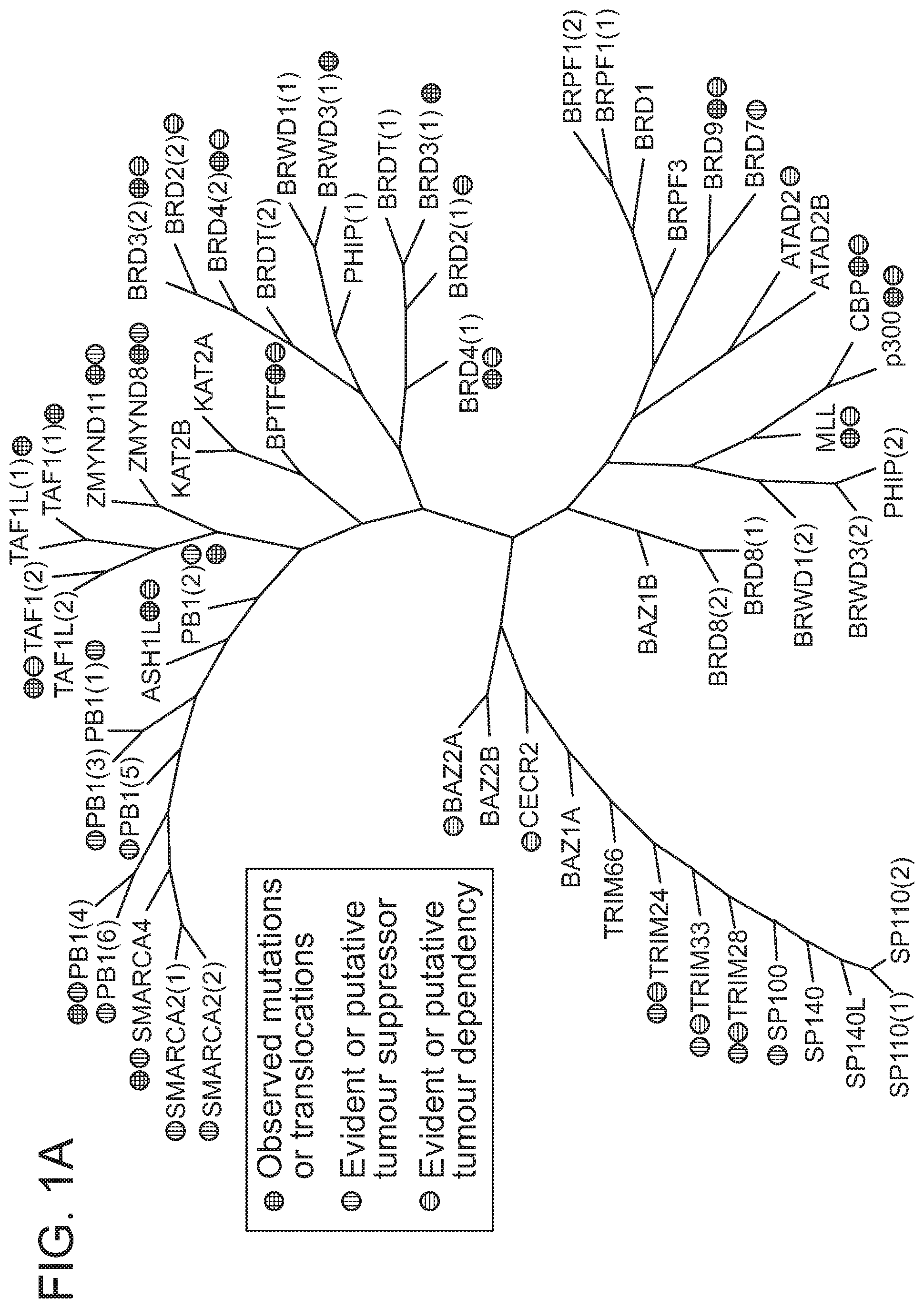 Patent US12496348 Figure 1 – Small molecule target bromo/acetyl proteins and uses thereof
