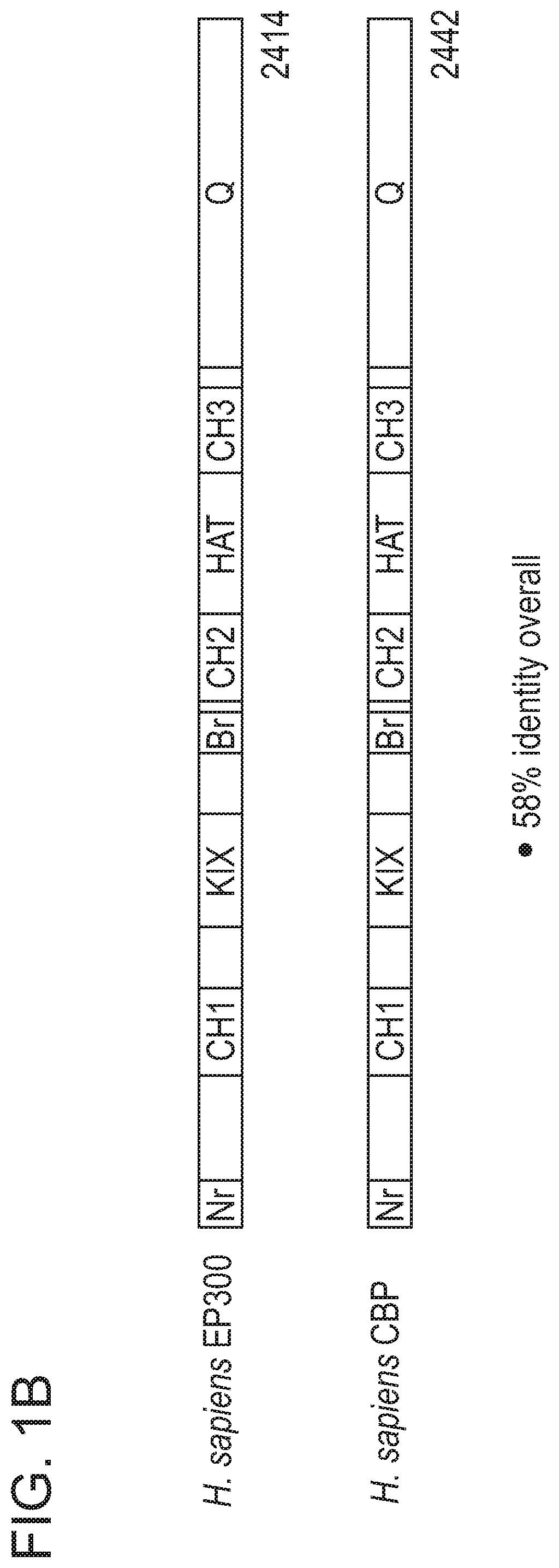 Patent US12496348 Figure 2 – Small molecule target bromo/acetyl proteins and uses thereof
