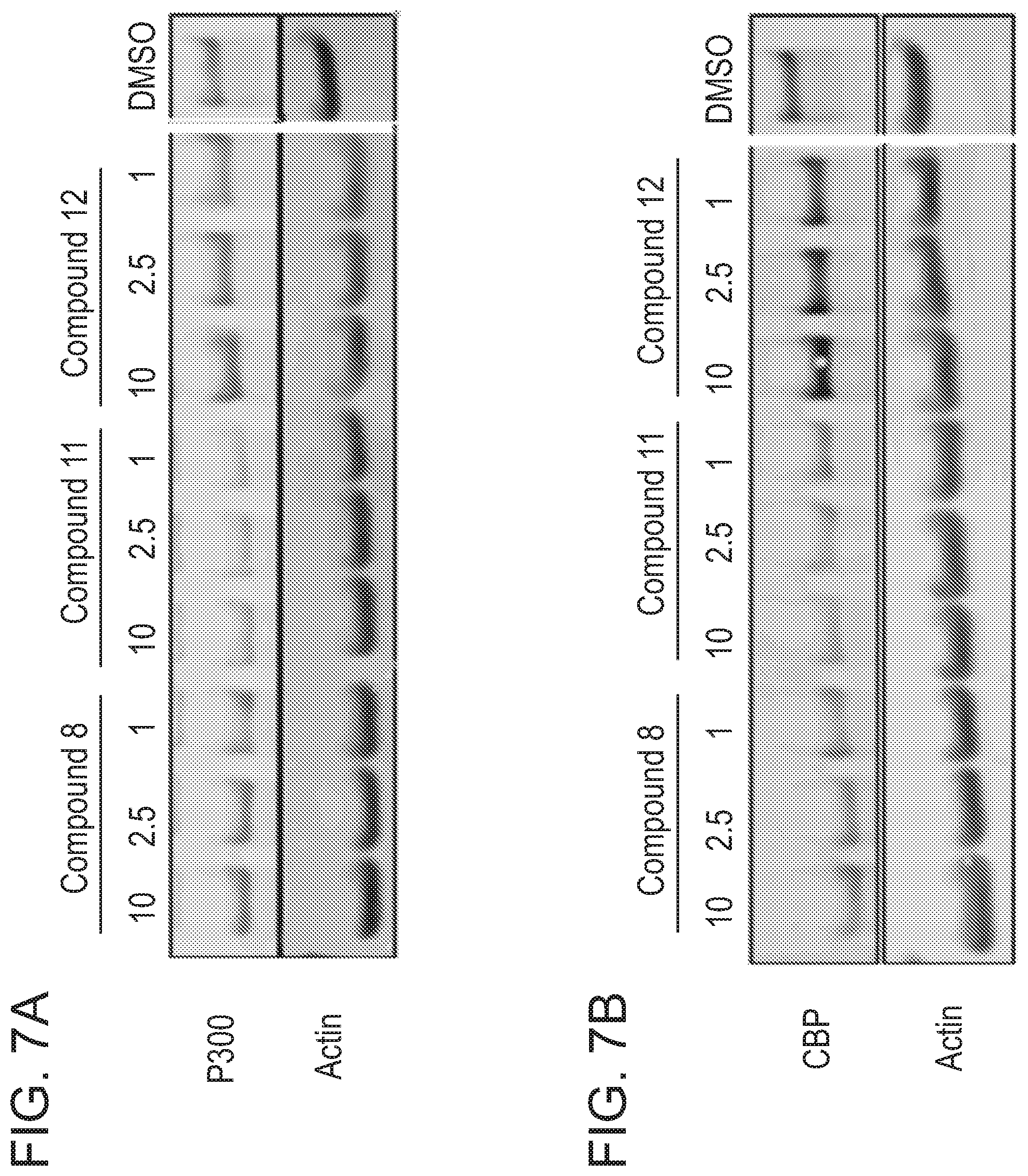 Patent US12496348 Figure 9 – Small molecule target bromo/acetyl proteins and uses thereof