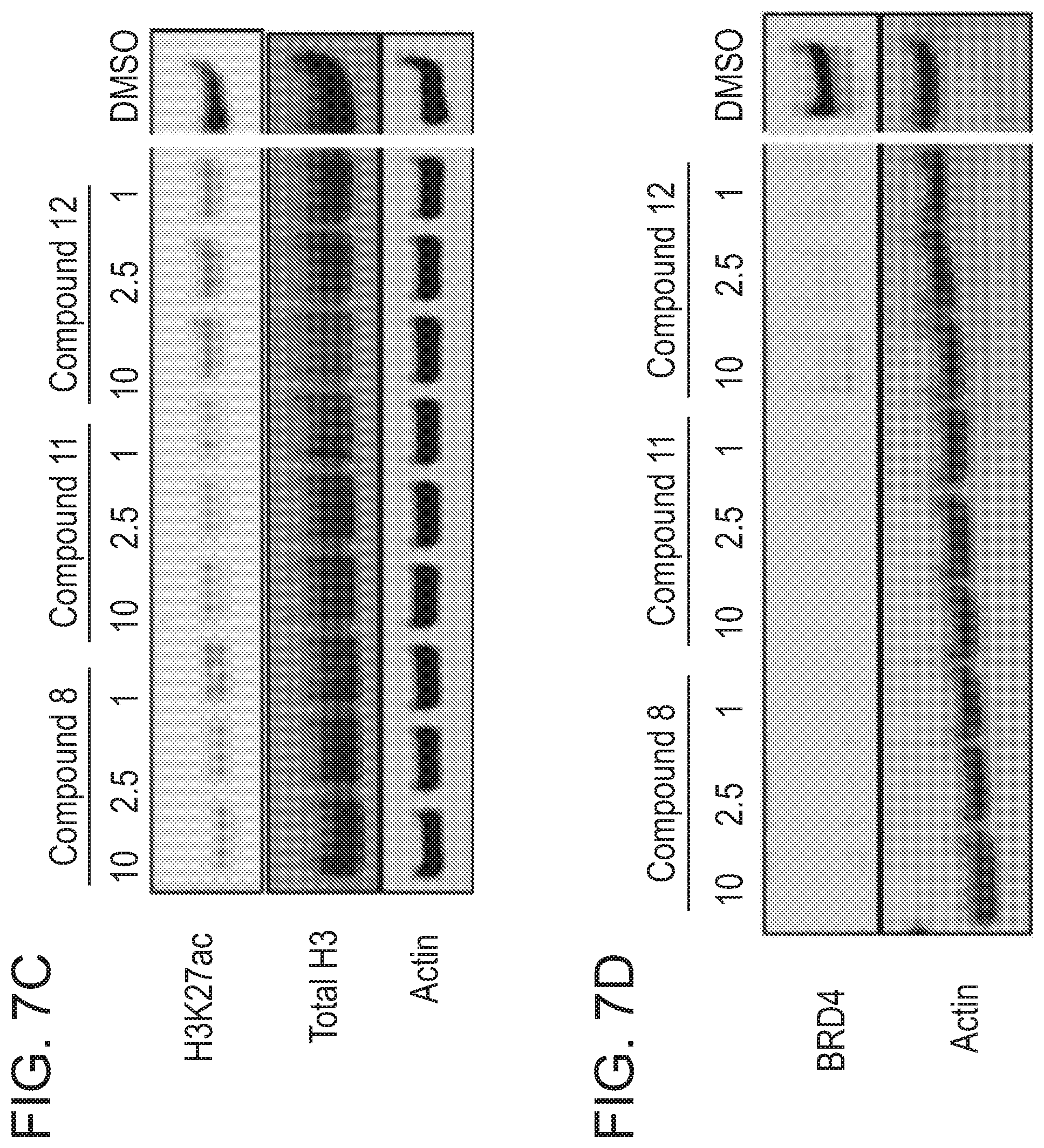 Patent US12496348 Figure 10 – Small molecule target bromo/acetyl proteins and uses thereof