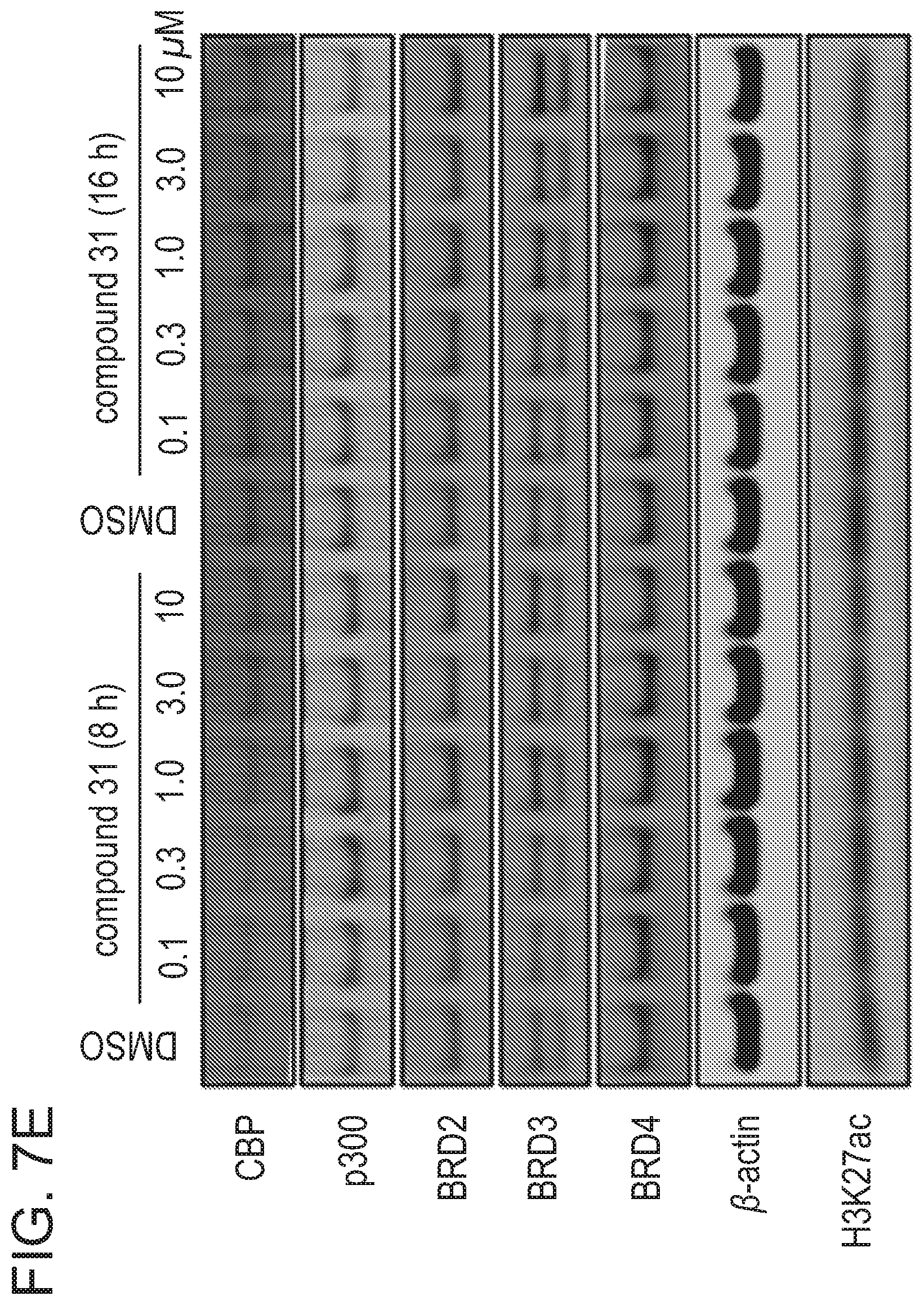 Patent US12496348 Figure 11 – Small molecule target bromo/acetyl proteins and uses thereof