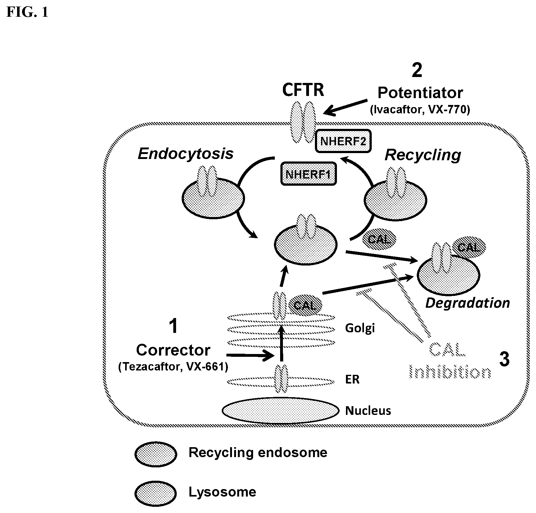 Patent US12496350 — Cyclic peptidyl inhibitors of CAL-PDZ binding domain — Figure 1