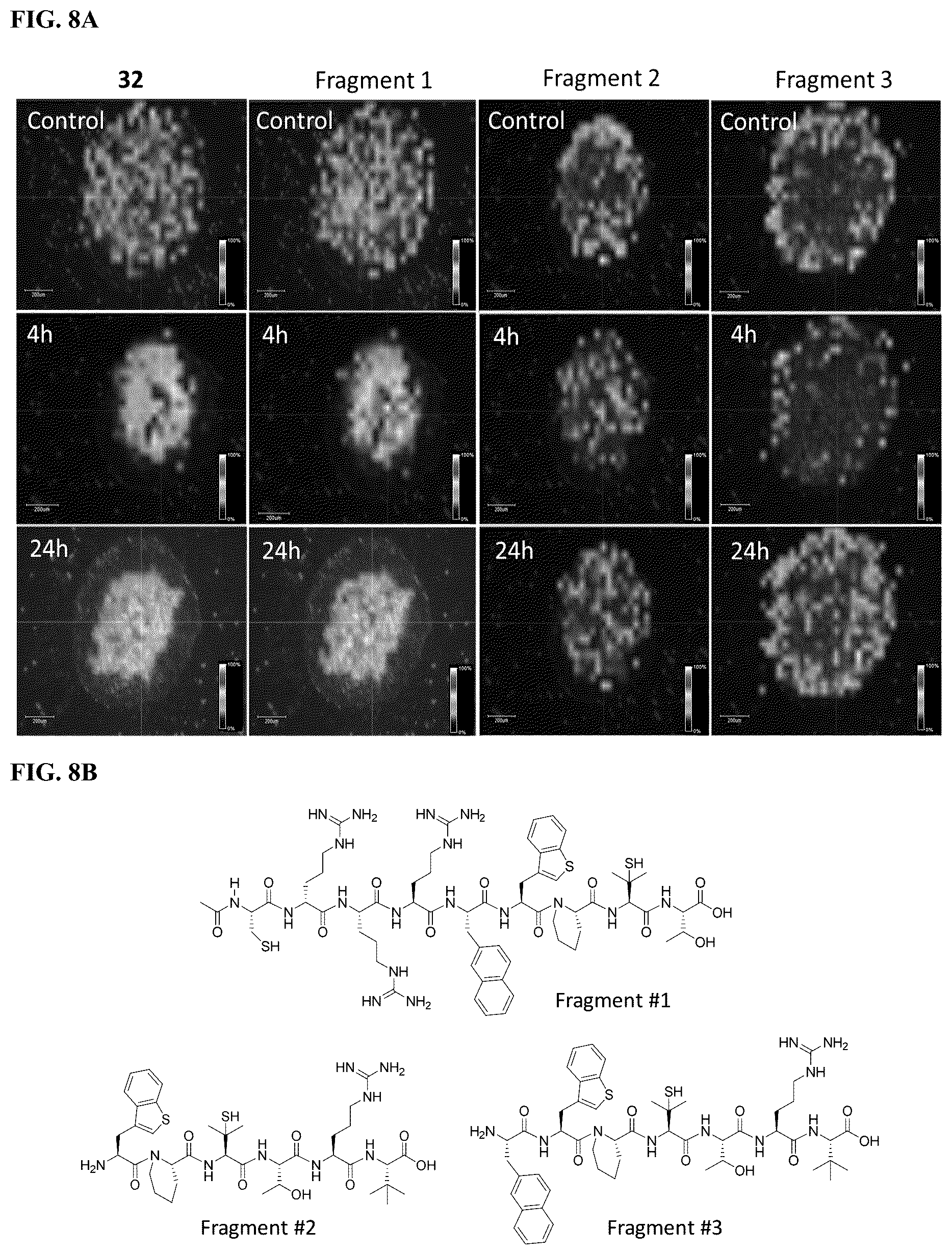 Patent US12496350 Figure 8 – Cyclic peptidyl inhibitors of CAL-PDZ binding domain