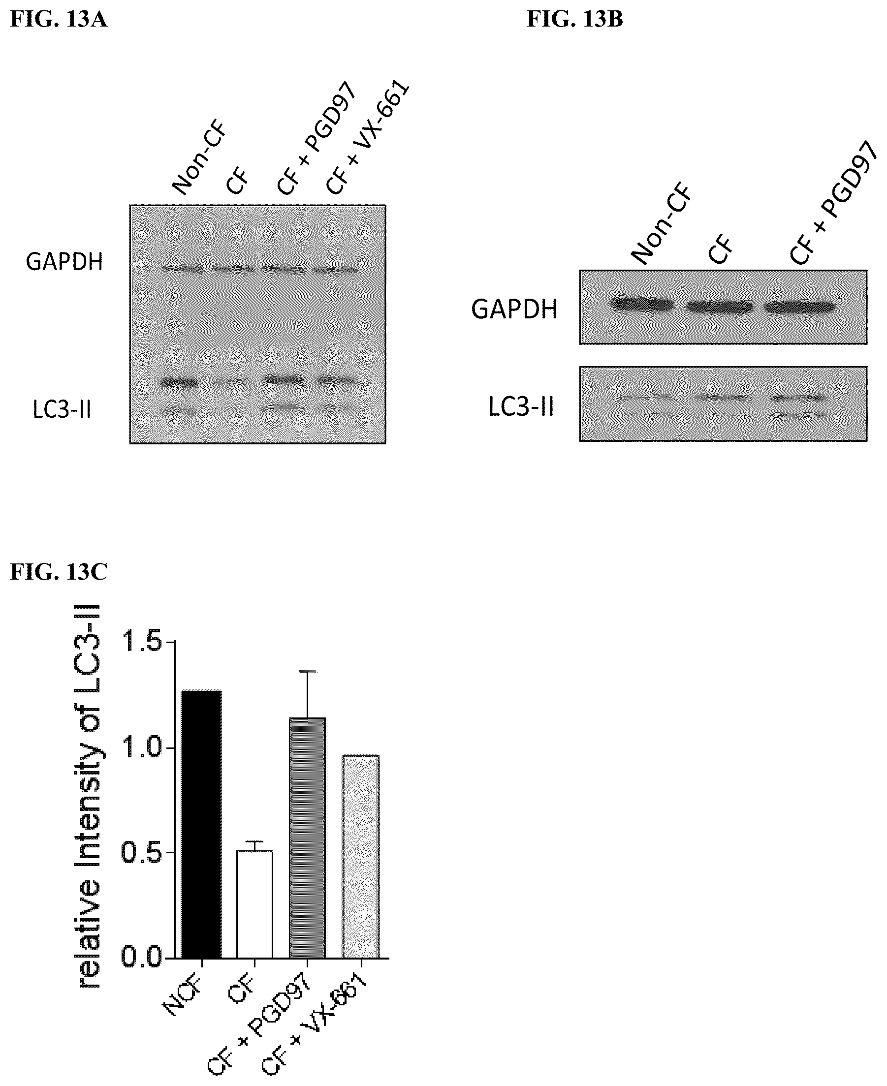 Patent US12496350 Figure 12 – Cyclic peptidyl inhibitors of CAL-PDZ binding domain