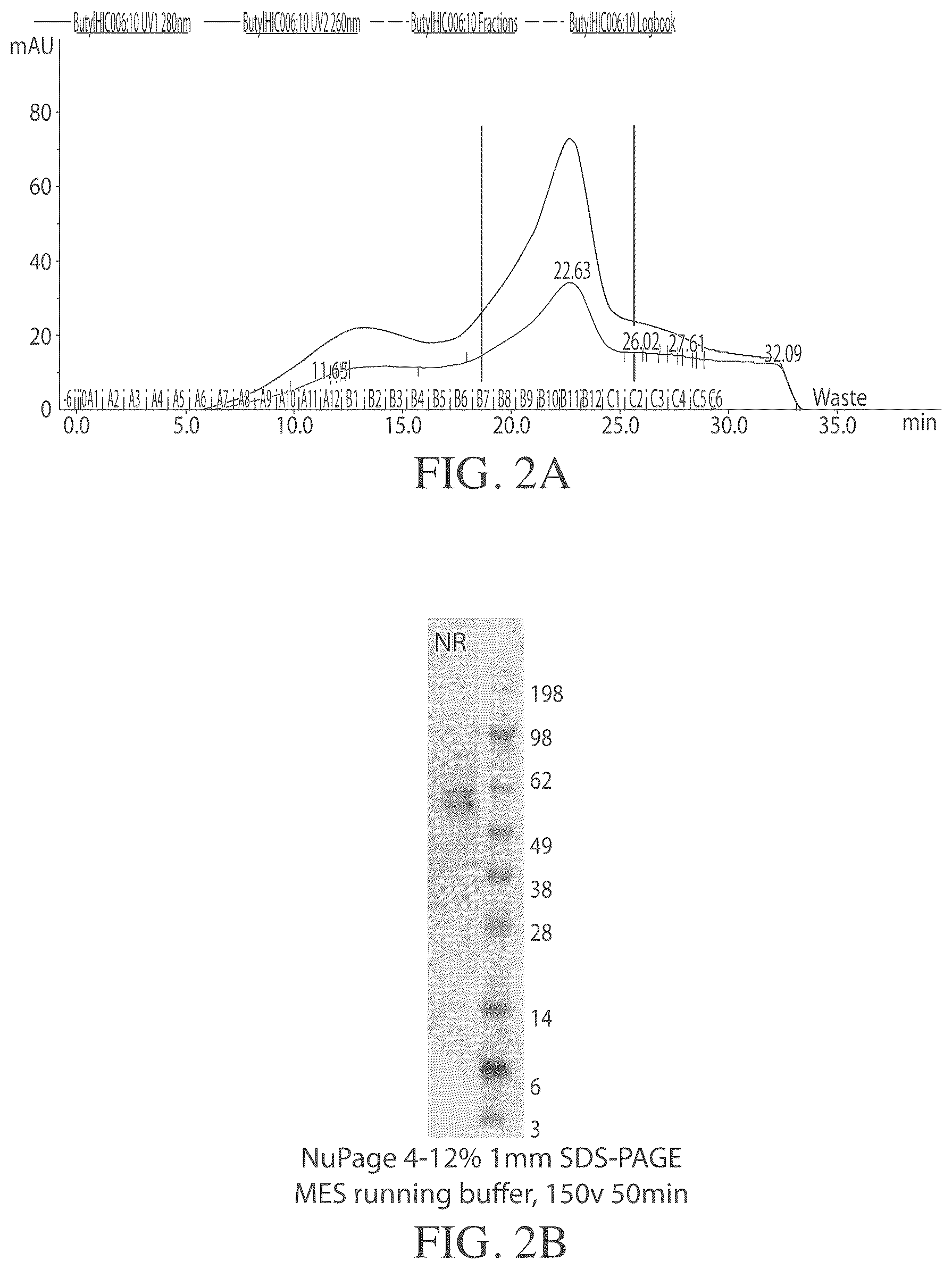 Patent US12496352 Figure 2 – Muscle targeting complexes and uses thereof for treating myotonic dystrophy