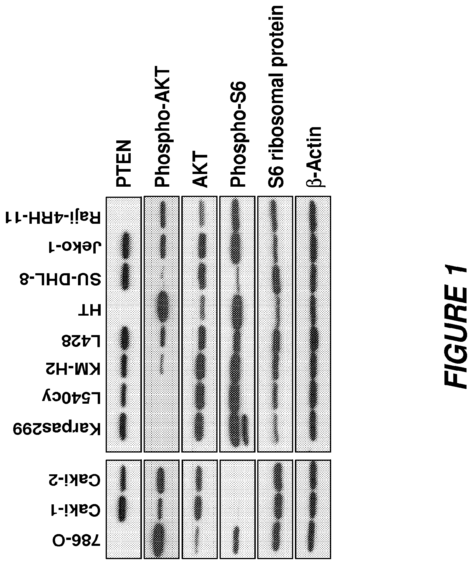 Patent US12496353 Figure 1 – Synergistic effects between auristatin-based antibody drug conjugates and inhibitors of the PI3K-AKT mTOR pathway