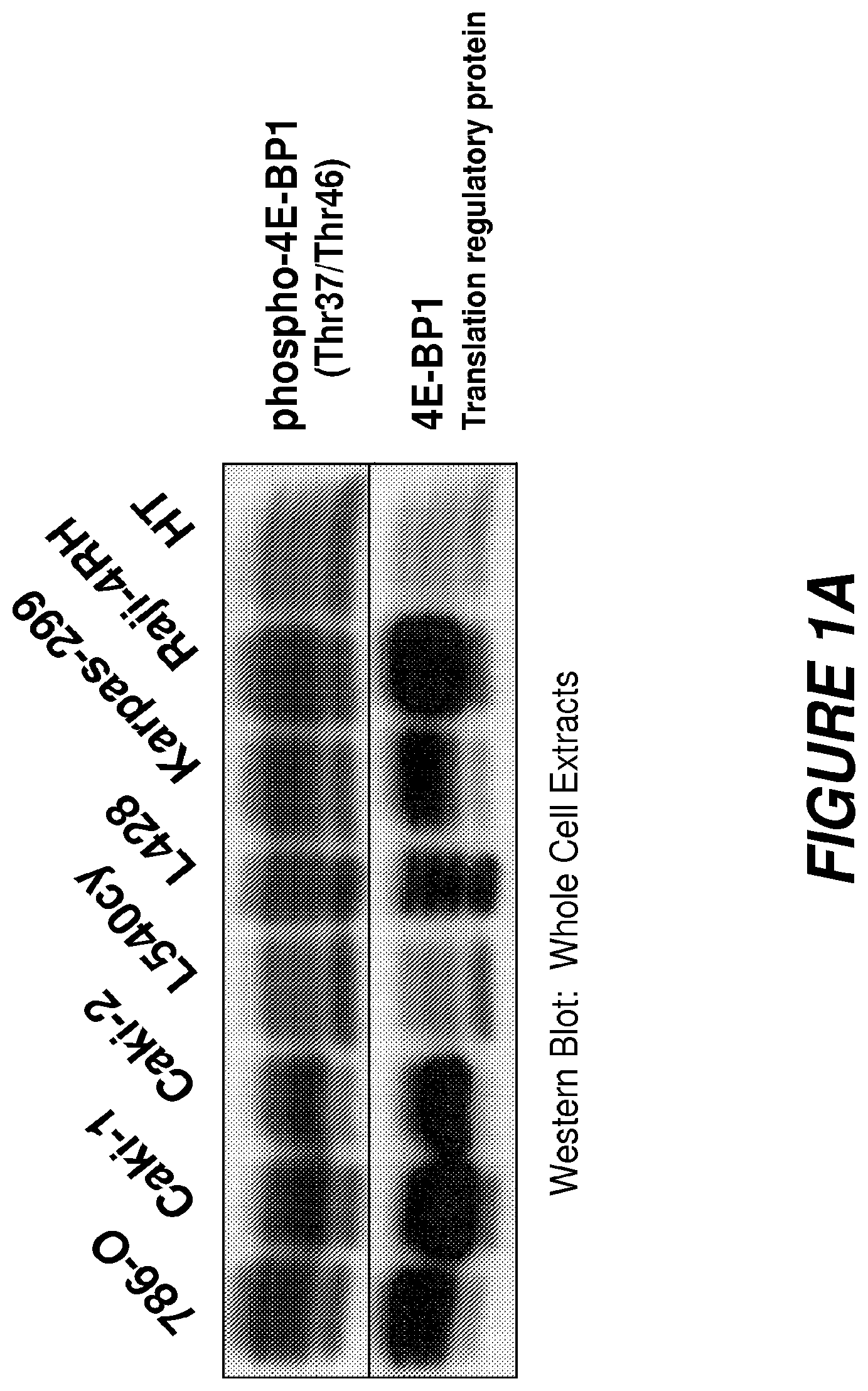 Patent US12496353 Figure 2 – Synergistic effects between auristatin-based antibody drug conjugates and inhibitors of the PI3K-AKT mTOR pathway