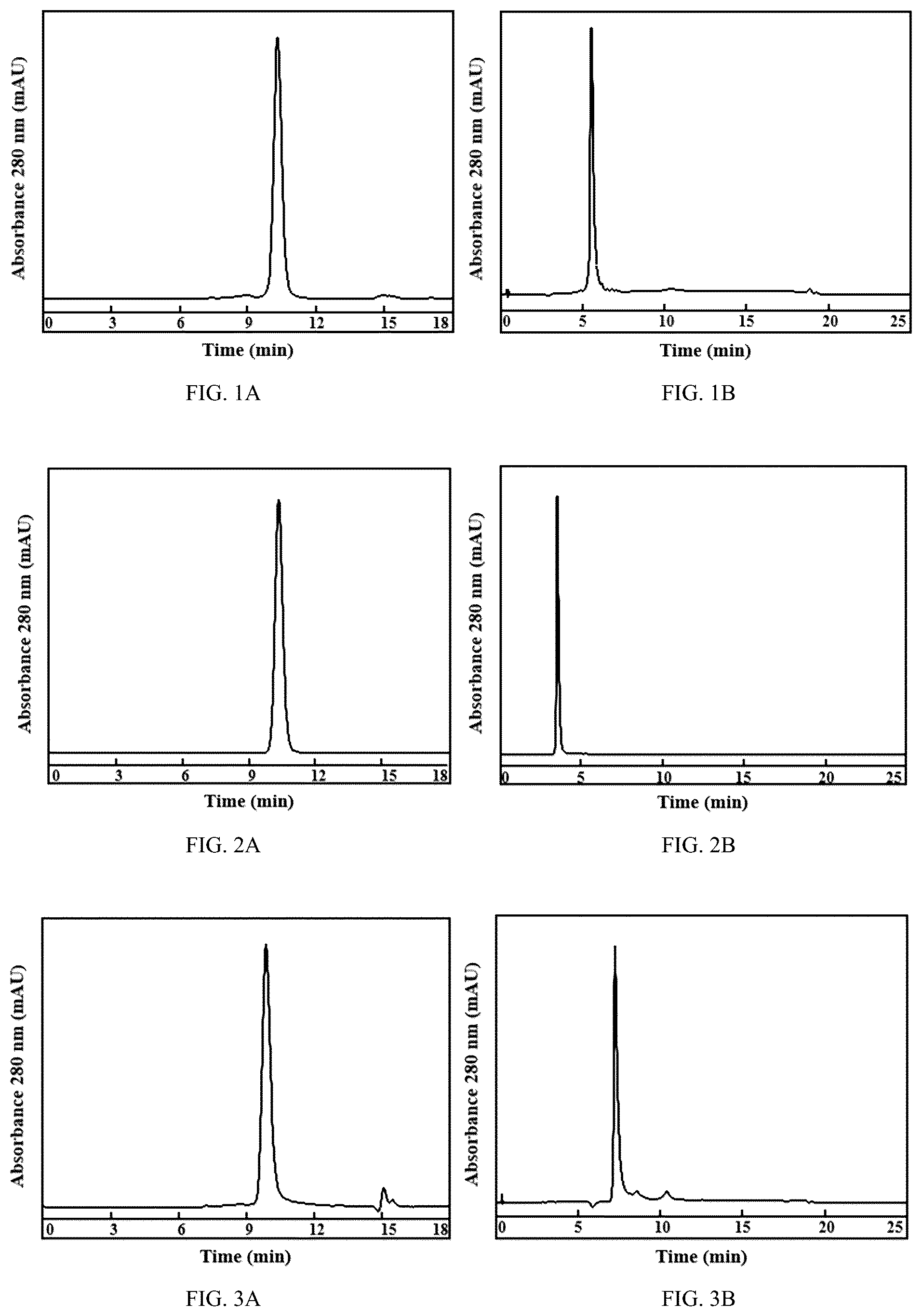 Patent US12496354 Figure 1 – CD142 antibodies, antibody-drug conjugates, preparations and uses thereof