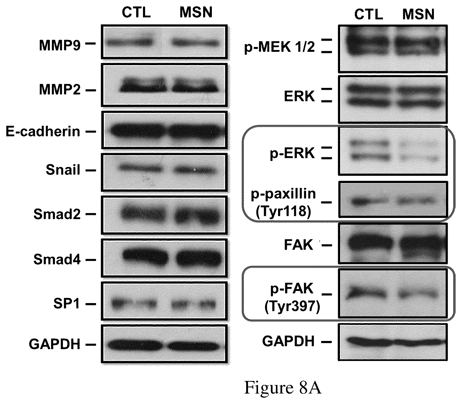 Patent US12496355 Figure 9 – Method for treating a cancer and/or cancer metastasis