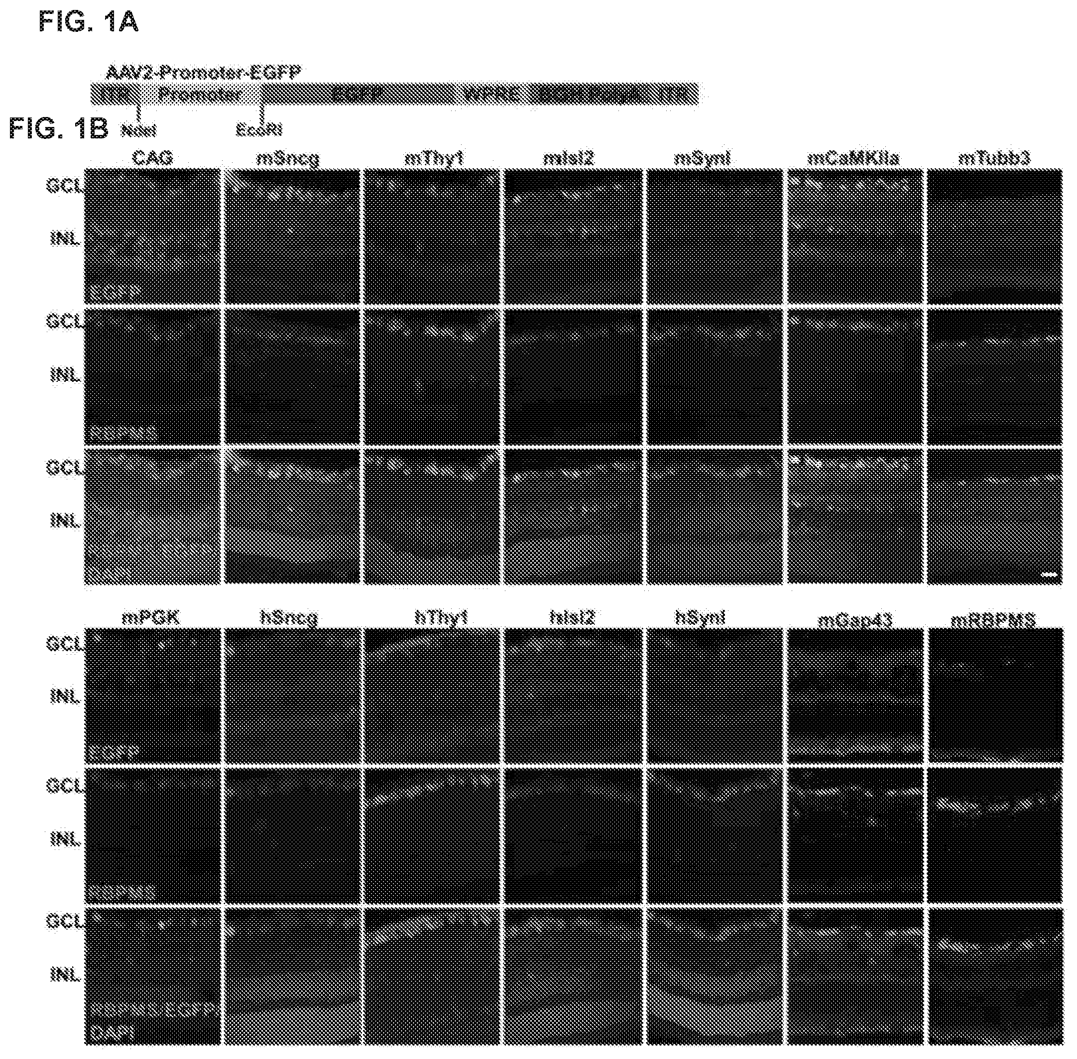 Patent US12496356 Figure 1 – Neuroprotection of neuronal soma and axon by modulating ER stress/UPR molecules