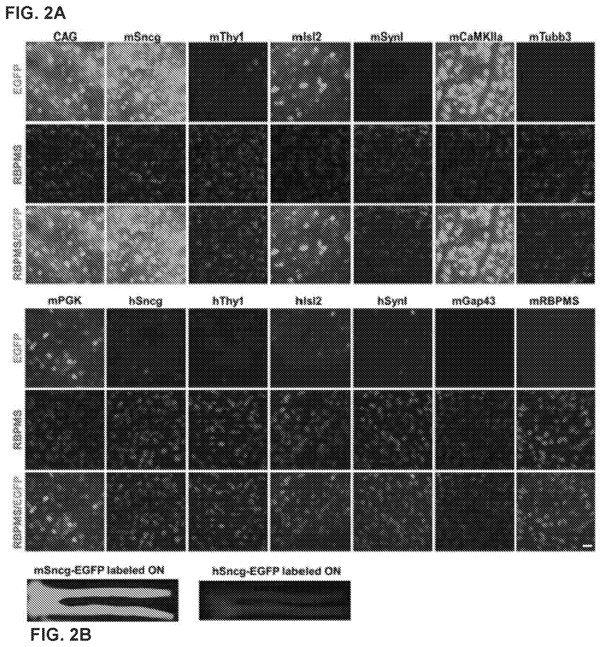 Patent US12496356 Figure 2 – Neuroprotection of neuronal soma and axon by modulating ER stress/UPR molecules