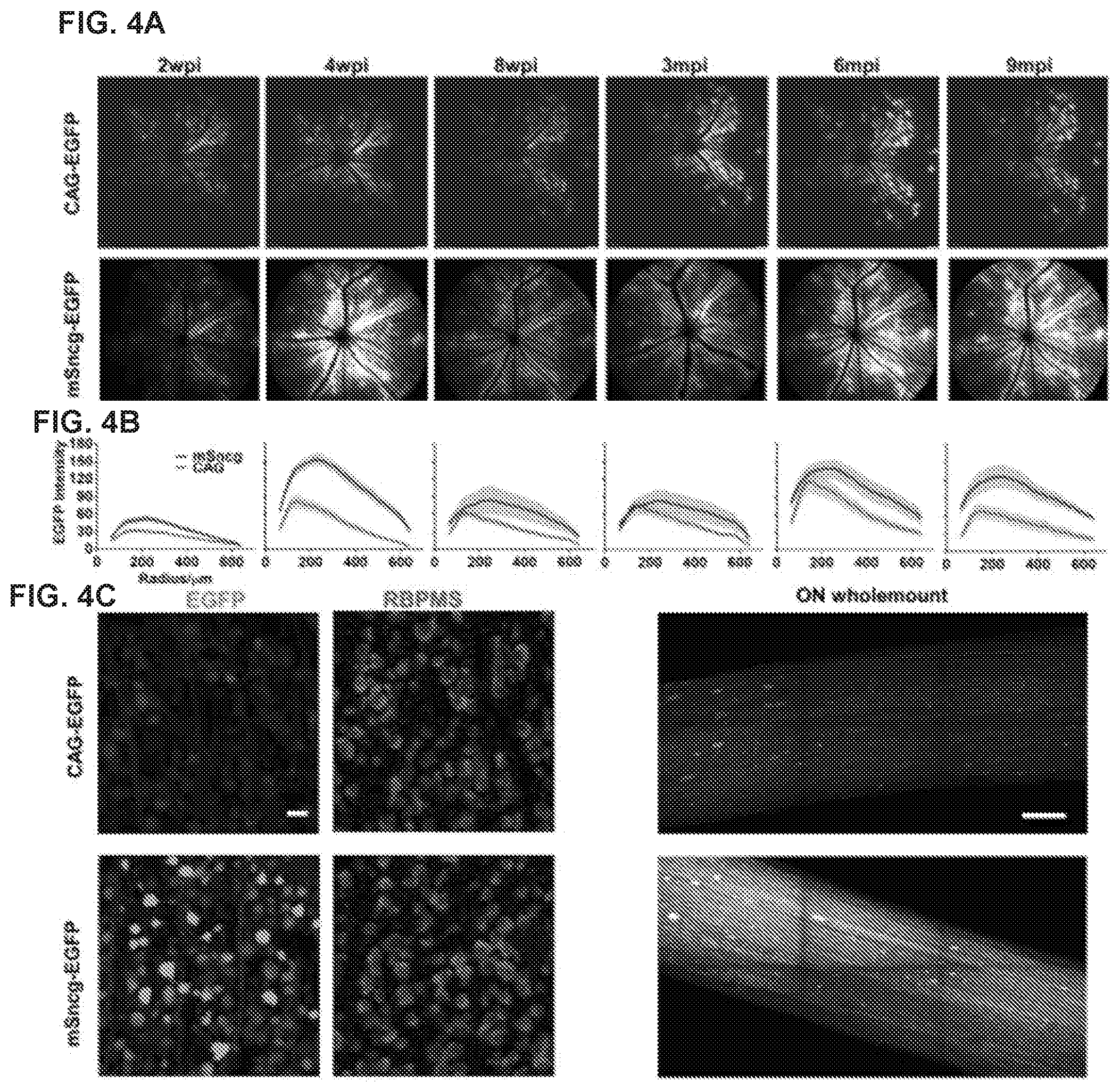 Patent US12496356 Figure 4 – Neuroprotection of neuronal soma and axon by modulating ER stress/UPR molecules