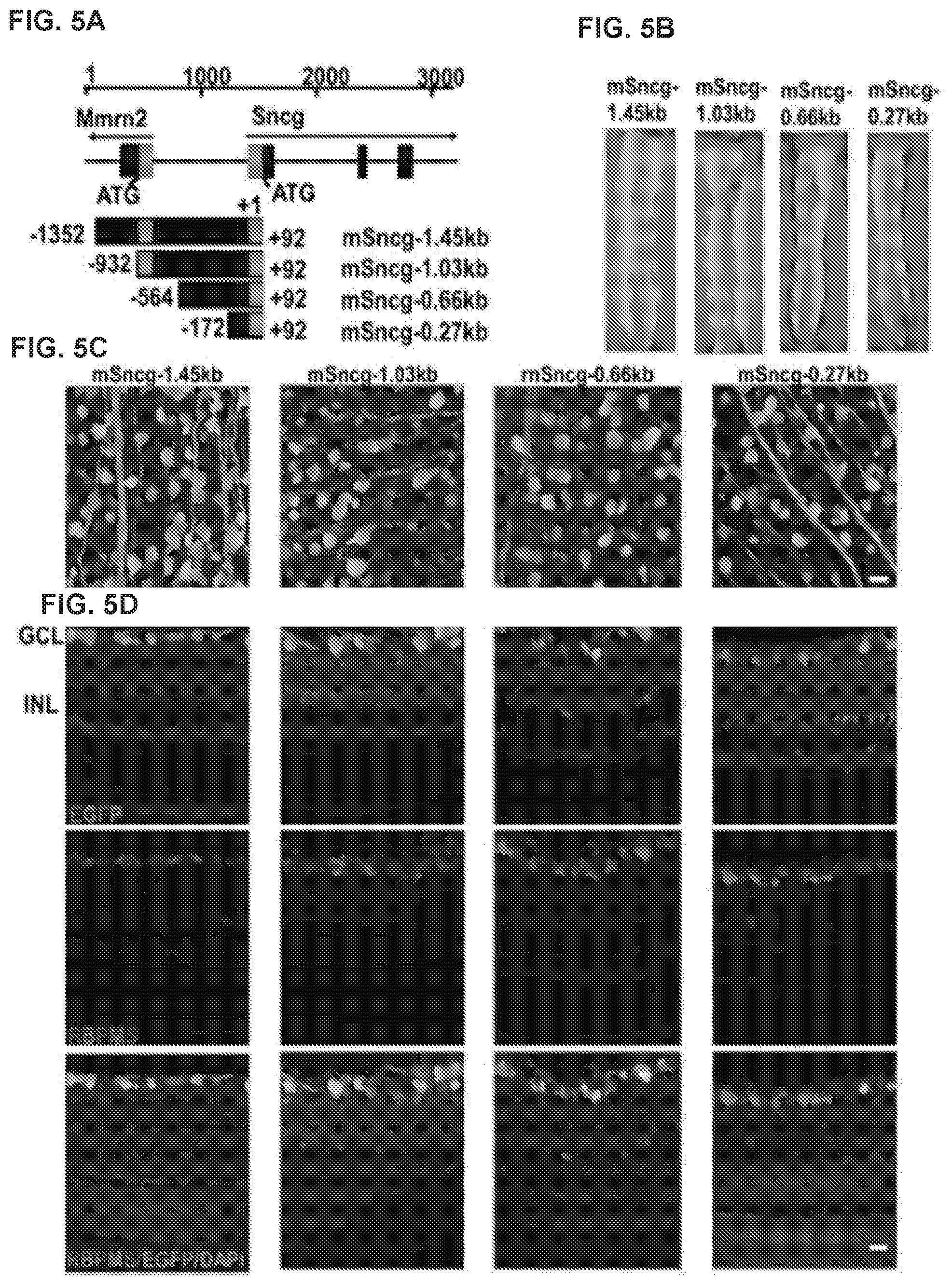 Patent US12496356 Figure 5 – Neuroprotection of neuronal soma and axon by modulating ER stress/UPR molecules
