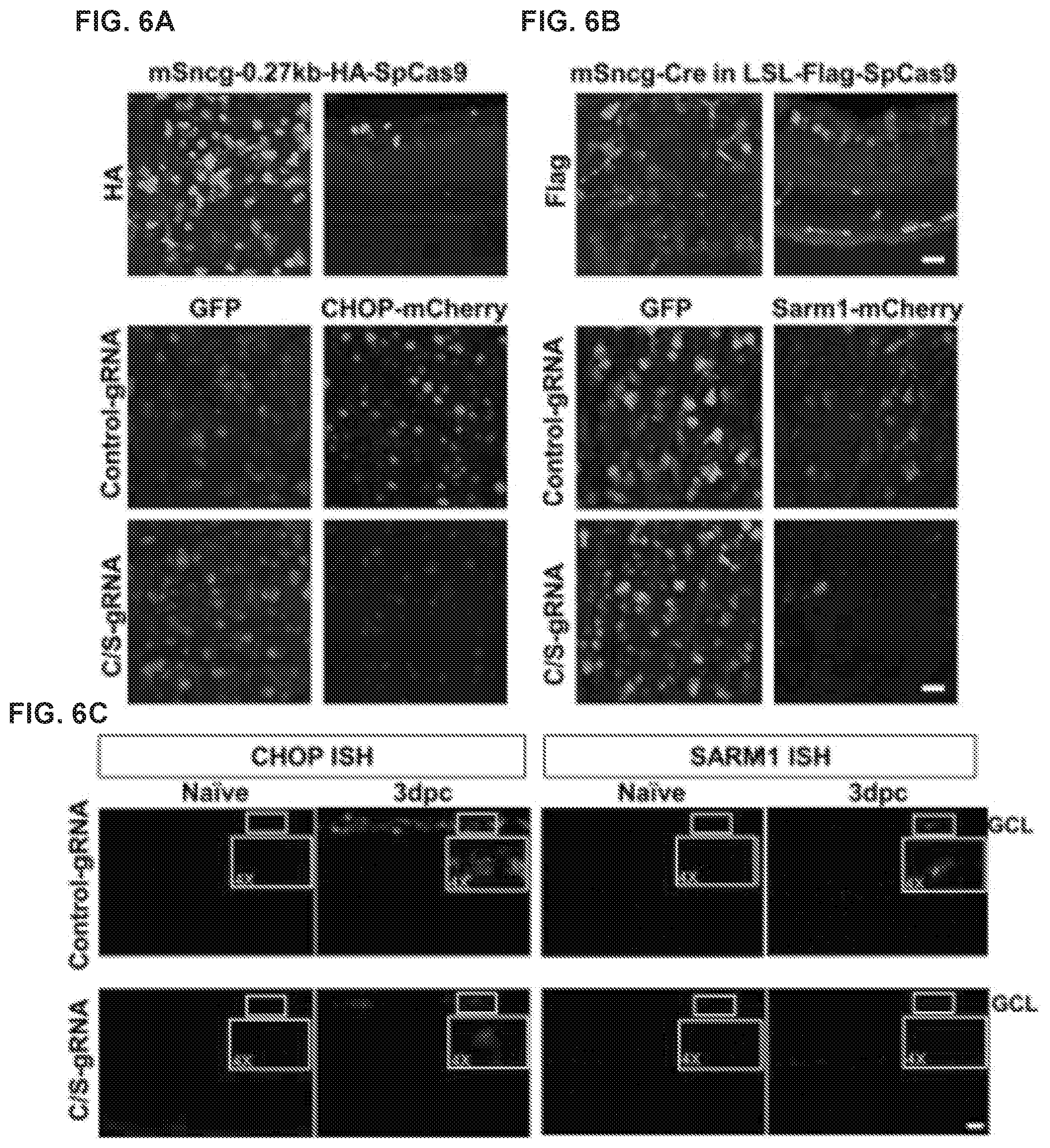 Patent US12496356 Figure 6 – Neuroprotection of neuronal soma and axon by modulating ER stress/UPR molecules