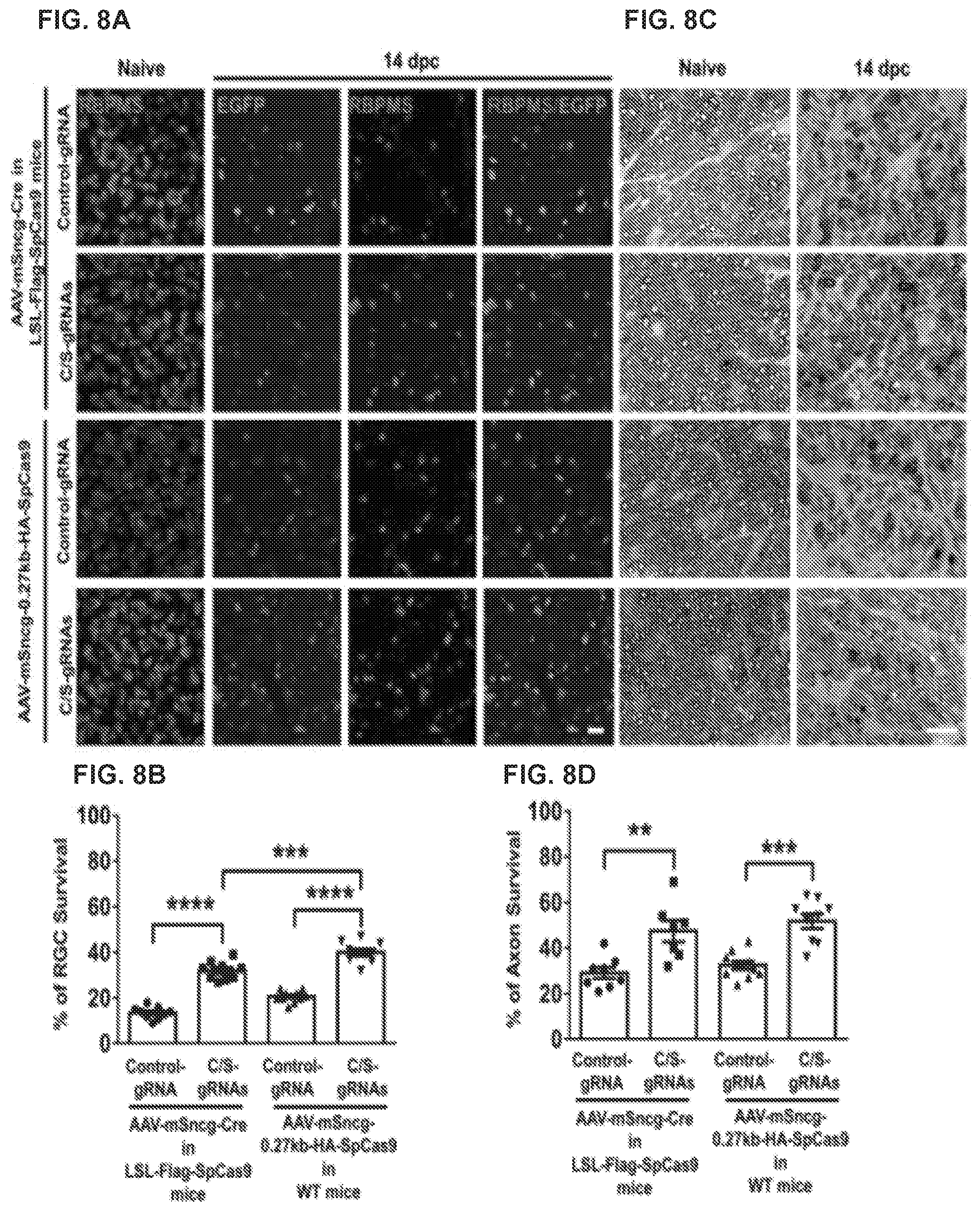 Patent US12496356 Figure 8 – Neuroprotection of neuronal soma and axon by modulating ER stress/UPR molecules
