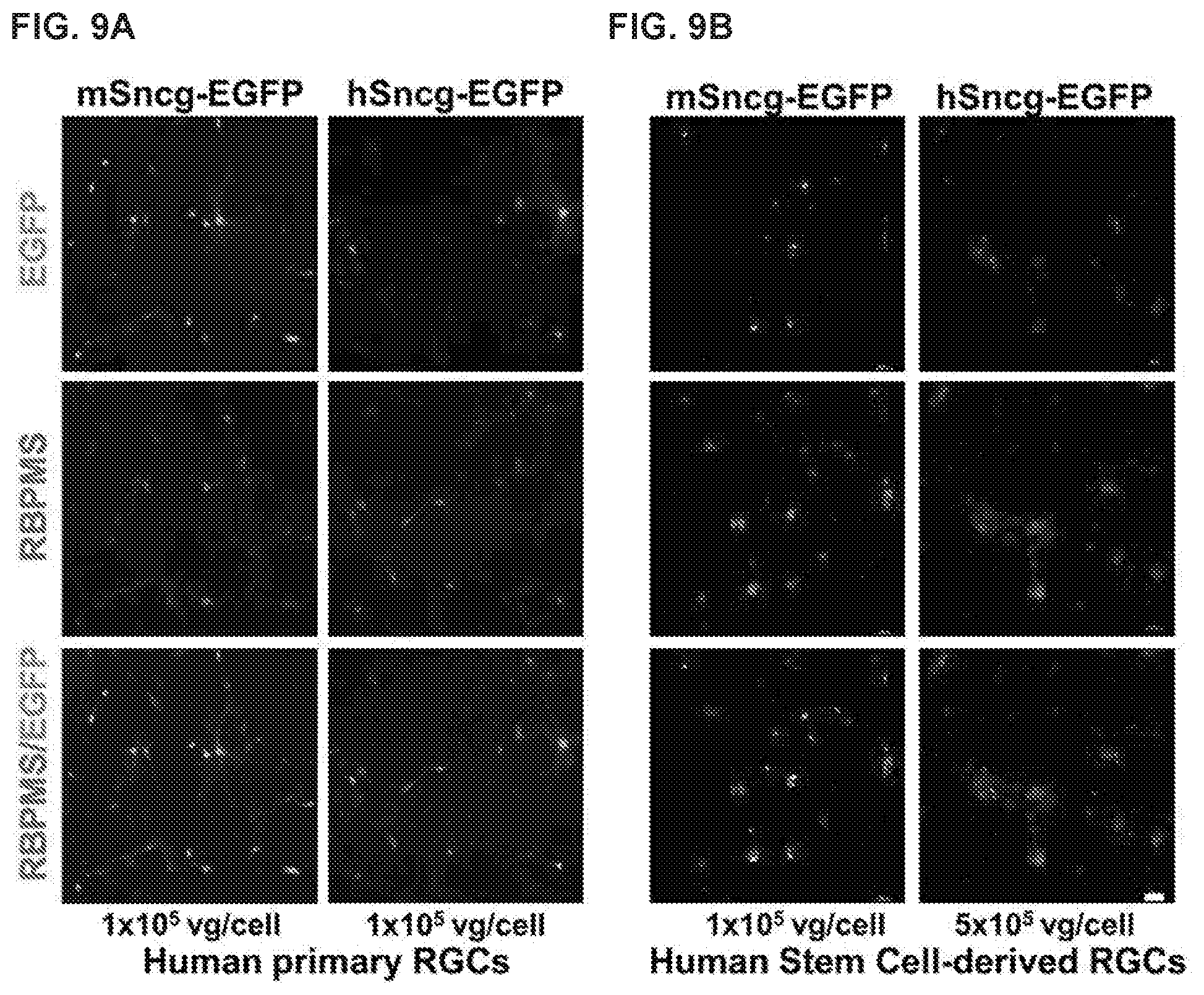 Patent US12496356 Figure 9 – Neuroprotection of neuronal soma and axon by modulating ER stress/UPR molecules