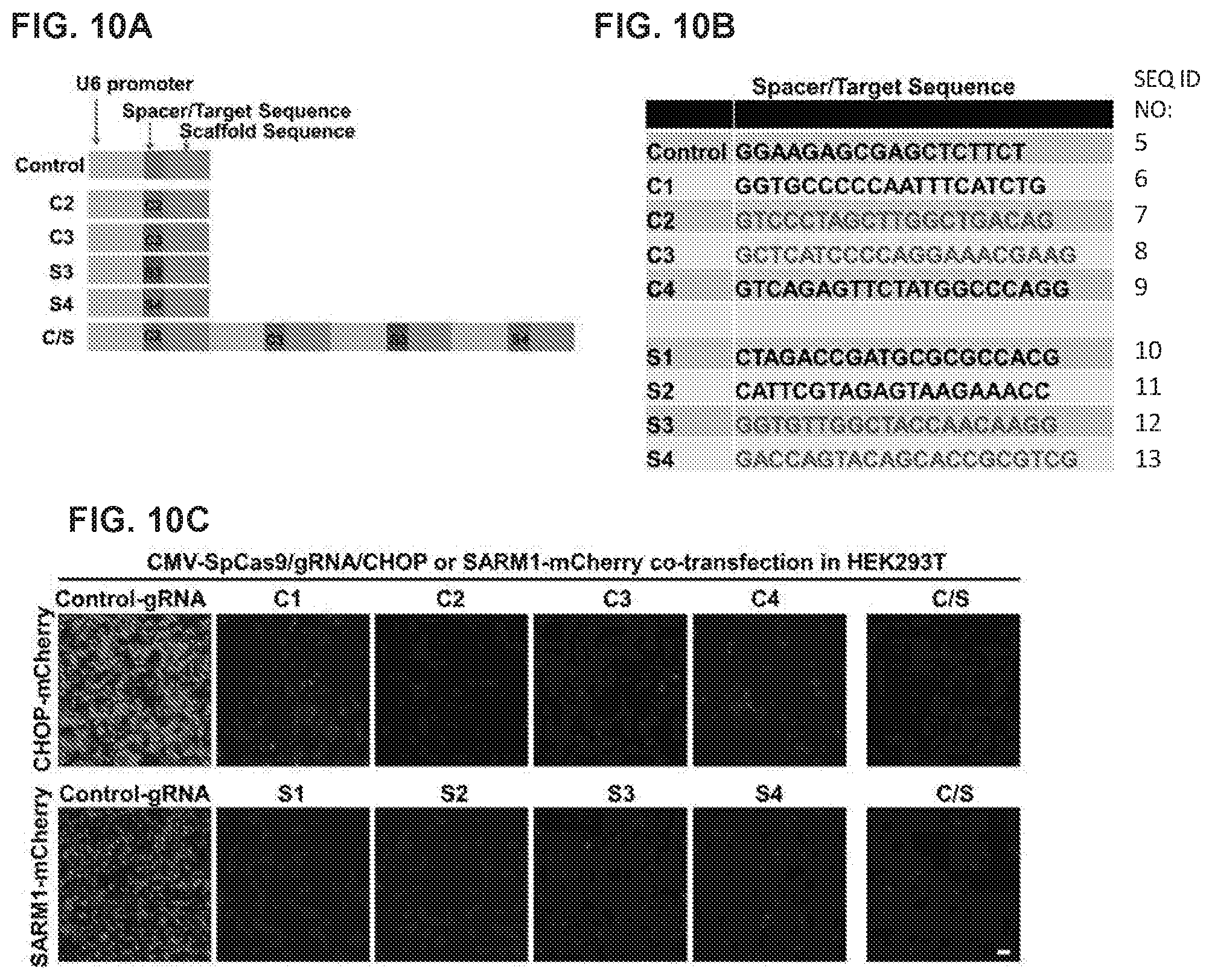 Patent US12496356 Figure 10 – Neuroprotection of neuronal soma and axon by modulating ER stress/UPR molecules