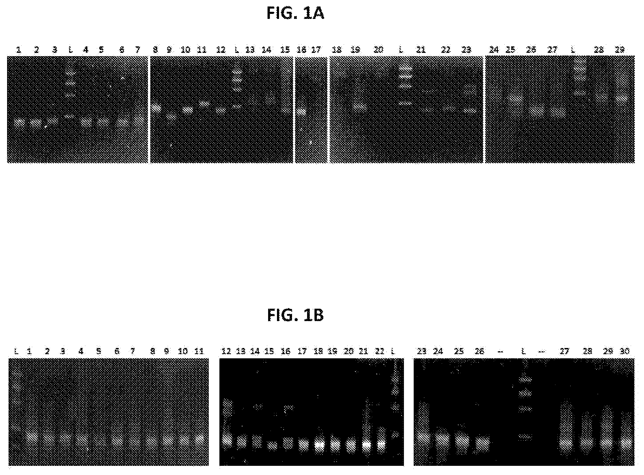 Patent US12496358 Figure 1 – Modified nucleosides, nucleotides, and nucleic acids, and uses thereof