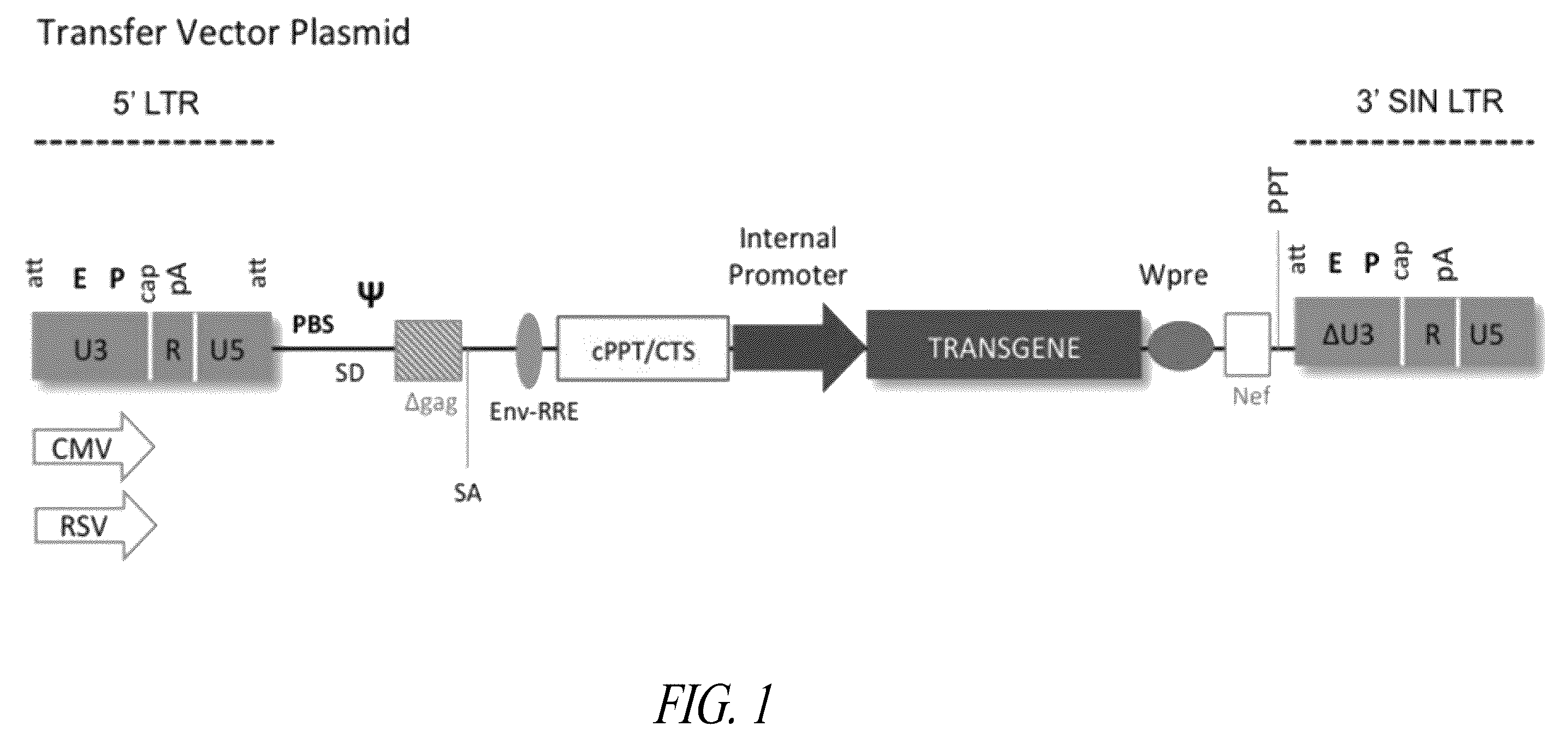 Patent US12496359 Figure 1 – Lentiviral vectors for delivery of PKLR to treat Pyruvate Kinase Deficiency