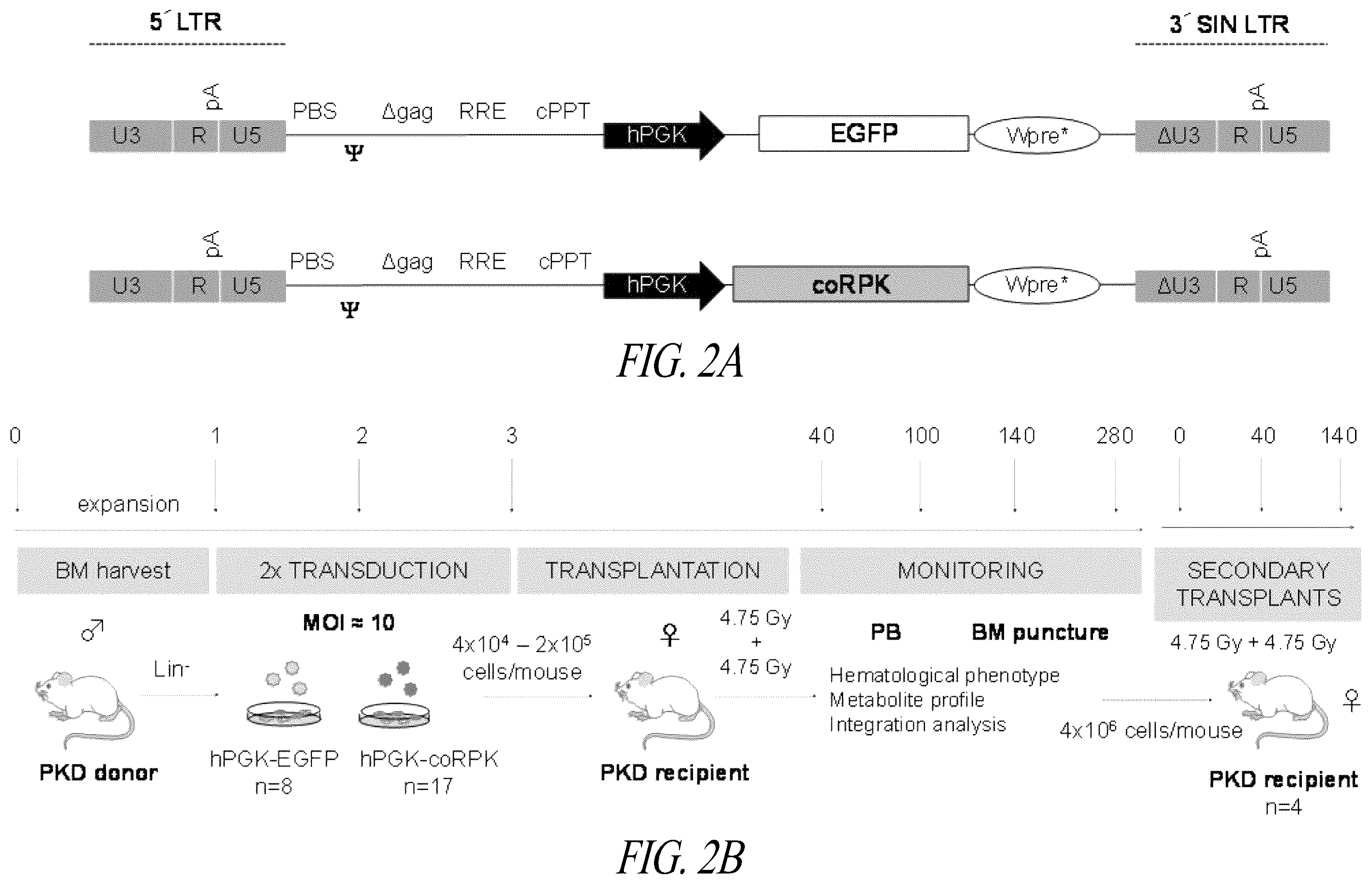Patent US12496359 Figure 2 – Lentiviral vectors for delivery of PKLR to treat Pyruvate Kinase Deficiency