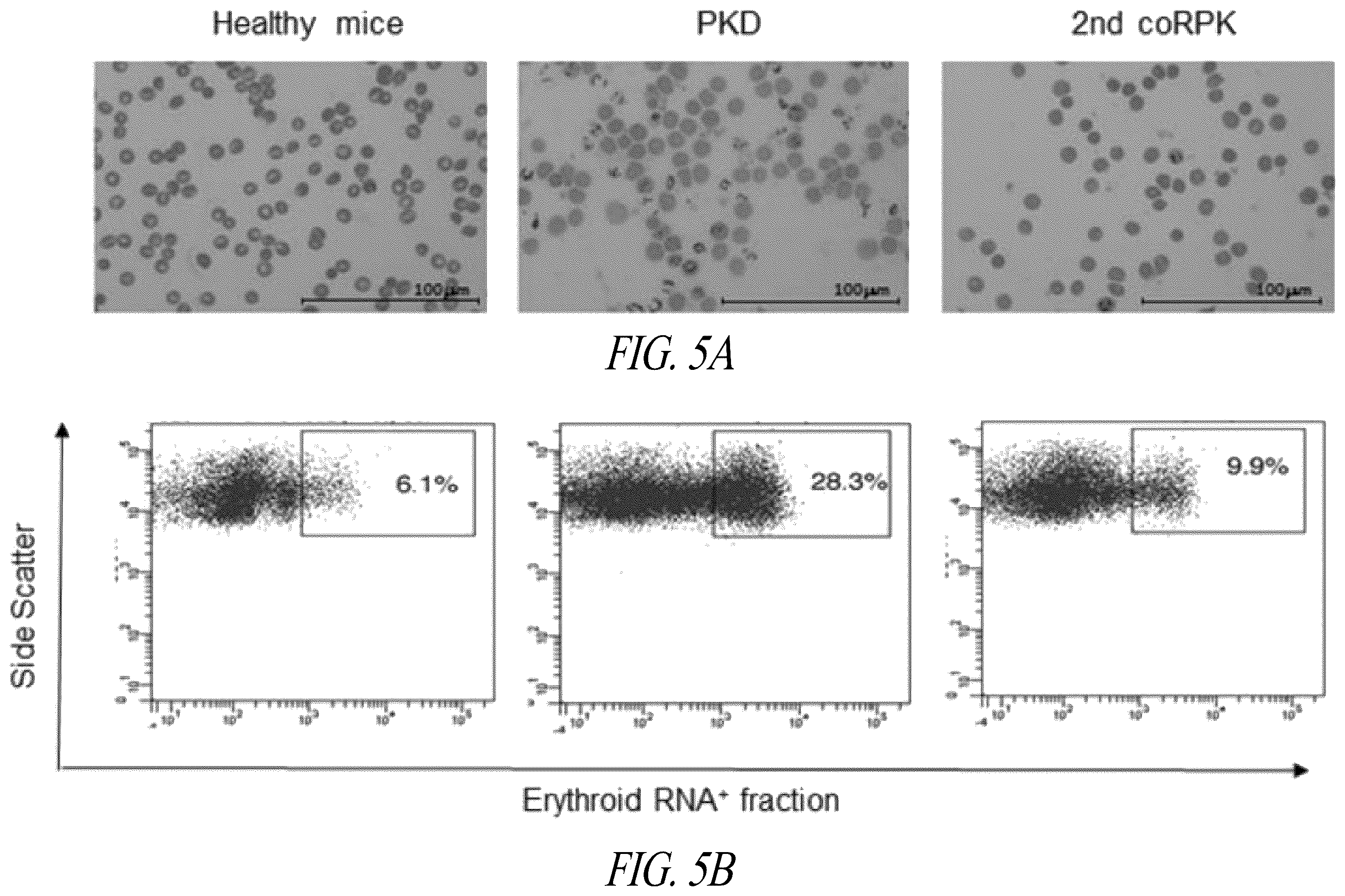Patent US12496359 Figure 8 – Lentiviral vectors for delivery of PKLR to treat Pyruvate Kinase Deficiency