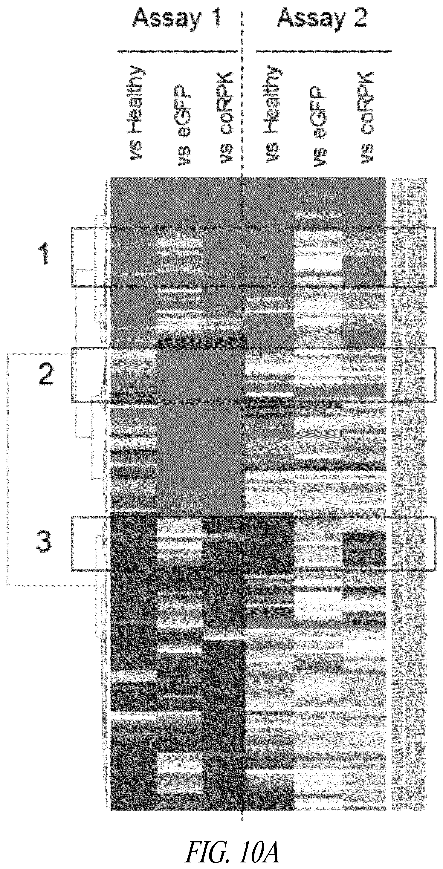 Patent US12496359 Figure 19 – Lentiviral vectors for delivery of PKLR to treat Pyruvate Kinase Deficiency