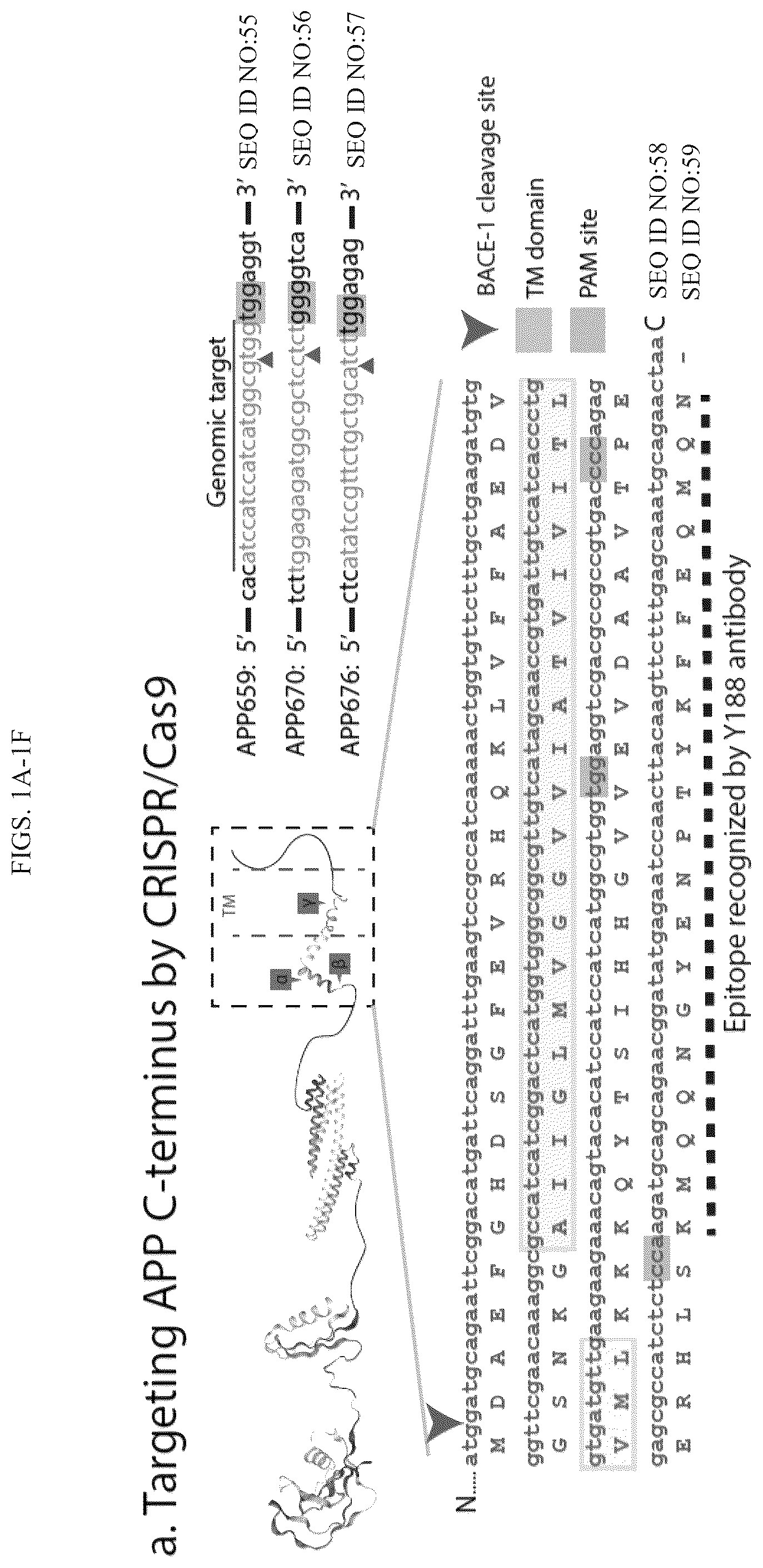 Patent US12496360 Figure 1 – Gene editing-based method of attenuating the beta-amyloid pathway