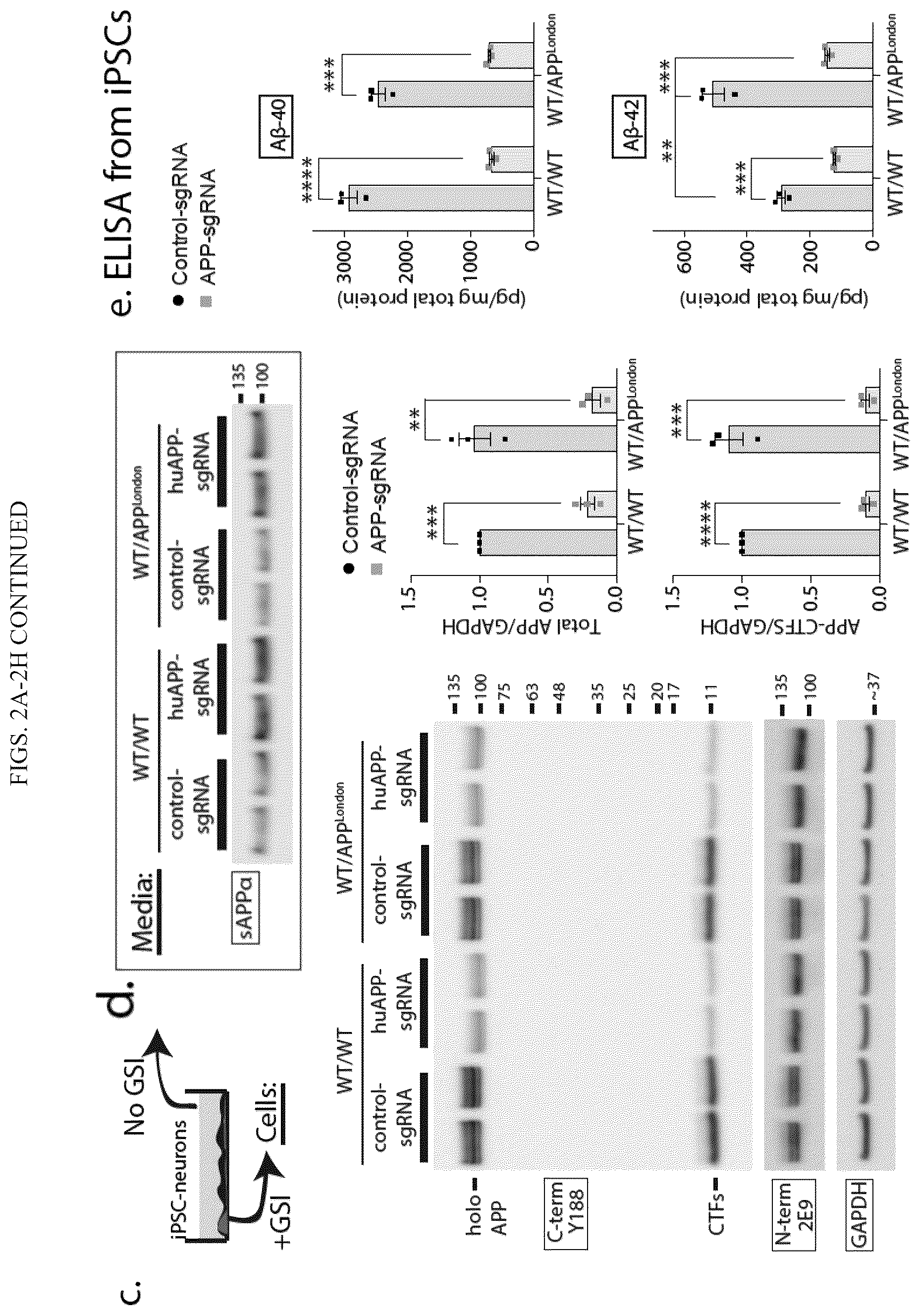 Patent US12496360 Figure 5 – Gene editing-based method of attenuating the beta-amyloid pathway