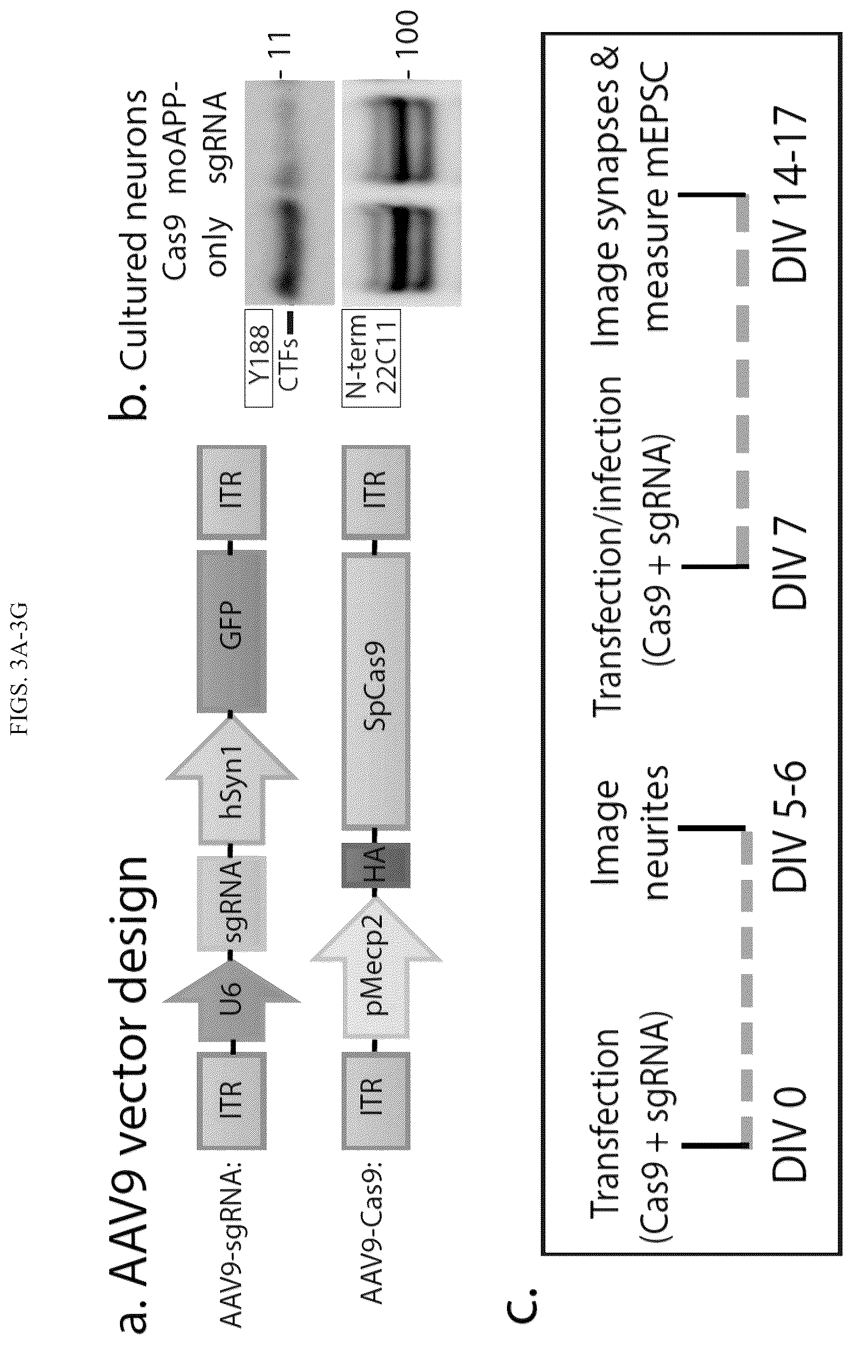 Patent US12496360 Figure 7 – Gene editing-based method of attenuating the beta-amyloid pathway